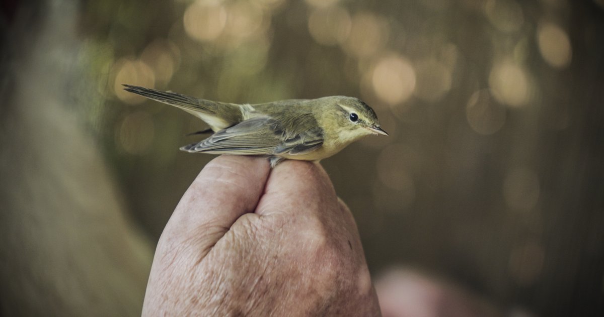 Wie gelingt es, den Rückgang vieler Vogelarten aufzuhalten?