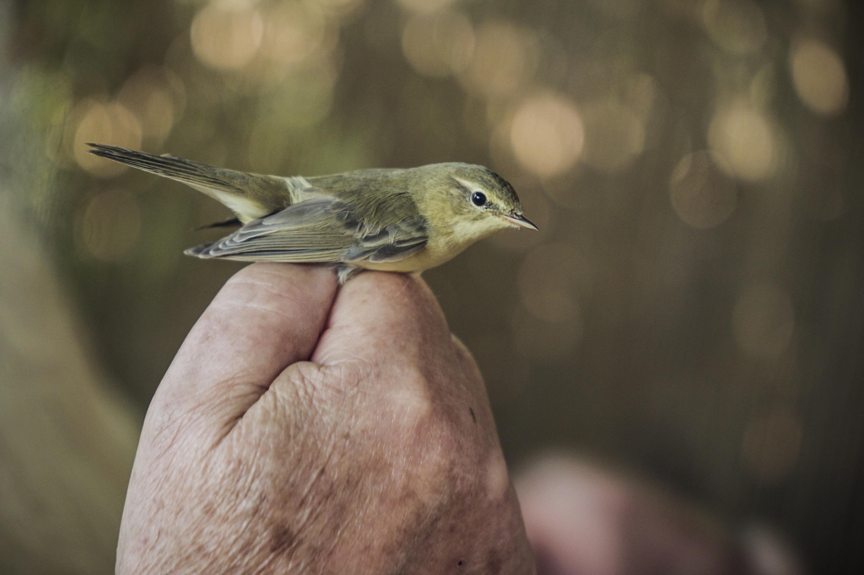 Fitis in der Hand eines Vogelschützers.
