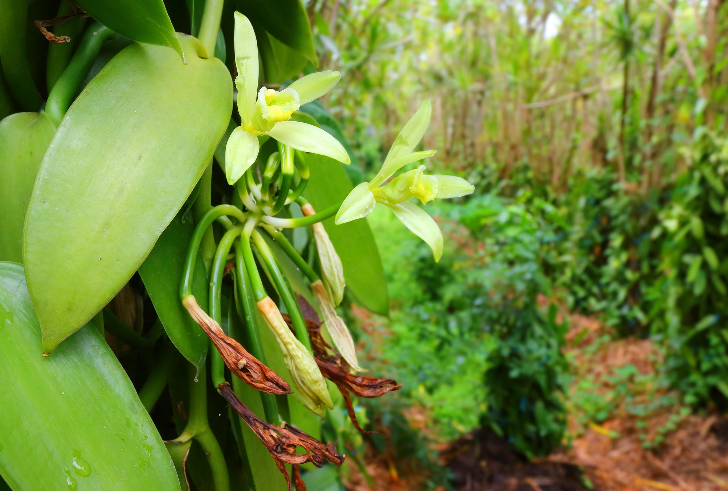 Üppige gelbe Orchideenblüte der Vanillepflanze in einer Plantage