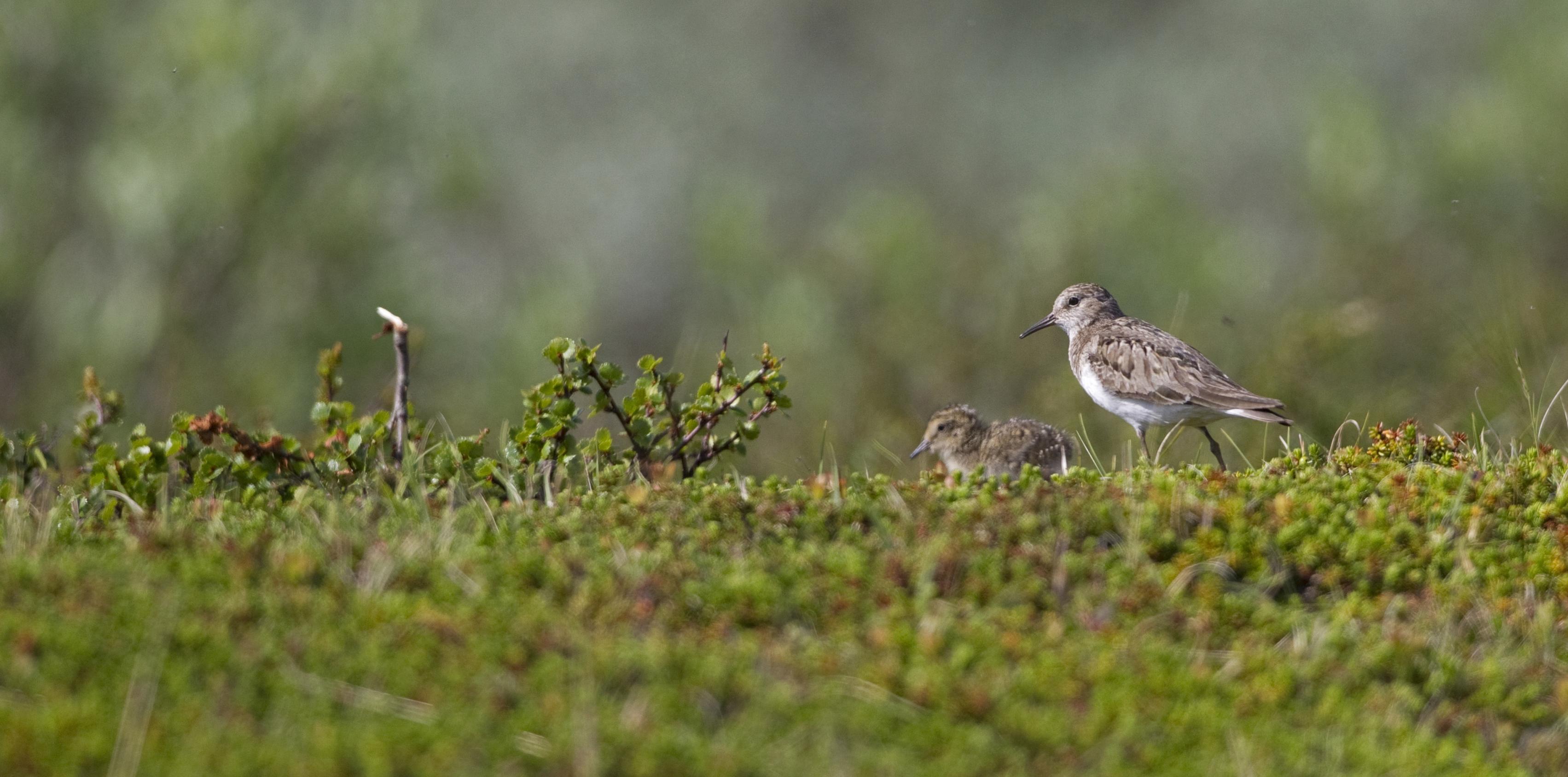 Ein Temminckstrandläufer führt zwei kleine Junge am Rande eines Sees in dichter Bodenvegetation