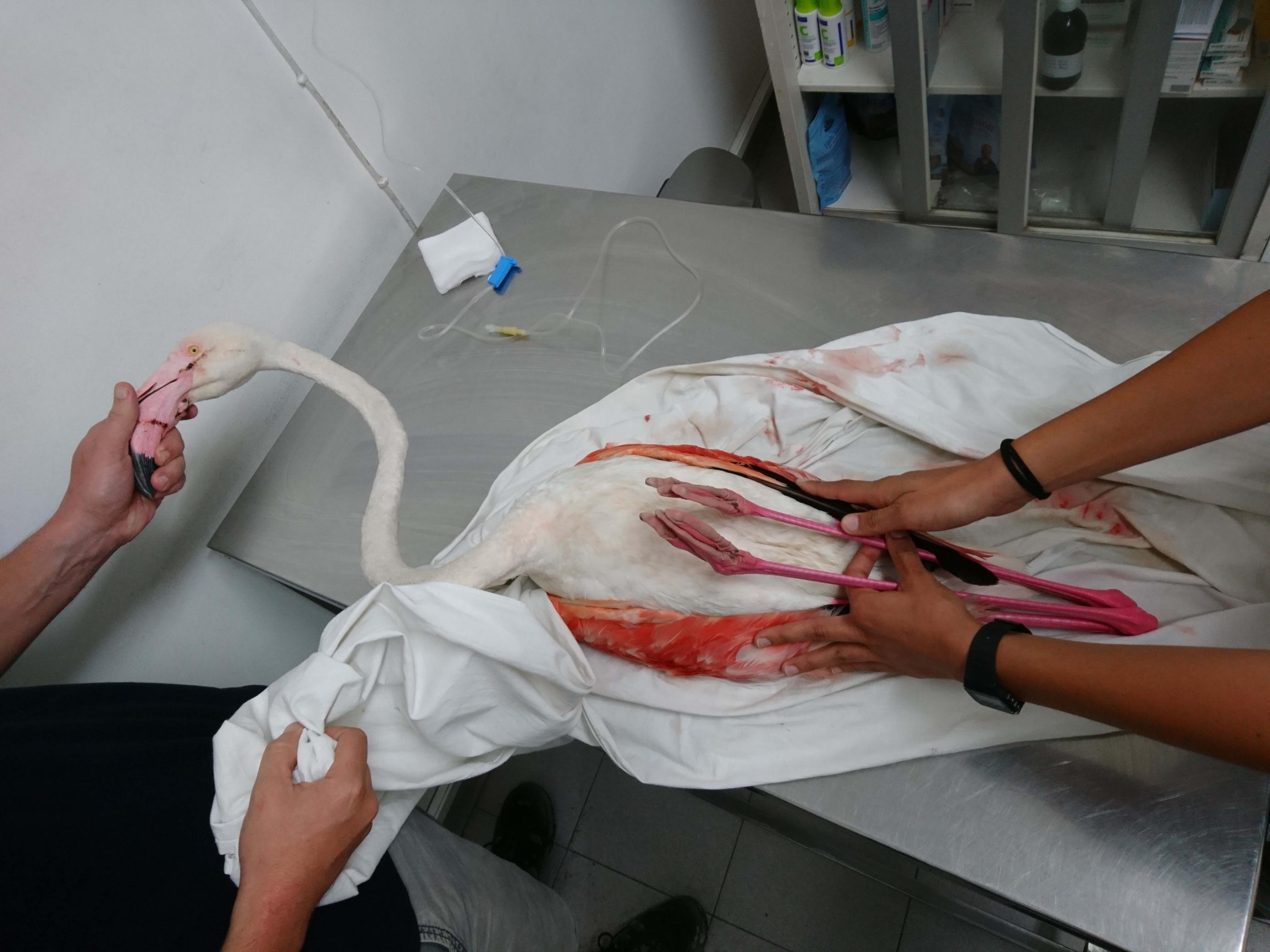 Ein verletzter Flamingo liegt auf einem Metalltisch. Er wird von zwei Personen festgehalten.