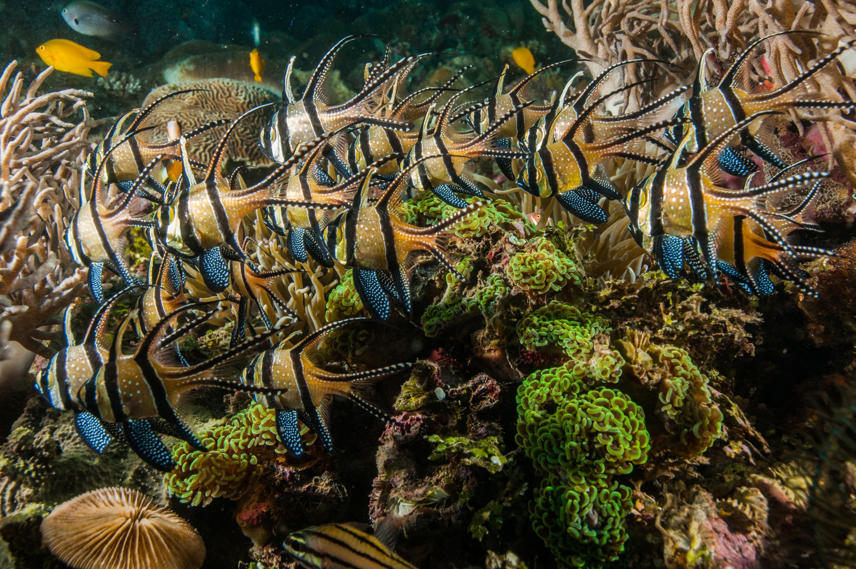 Fischvielfalt im Korallenriff