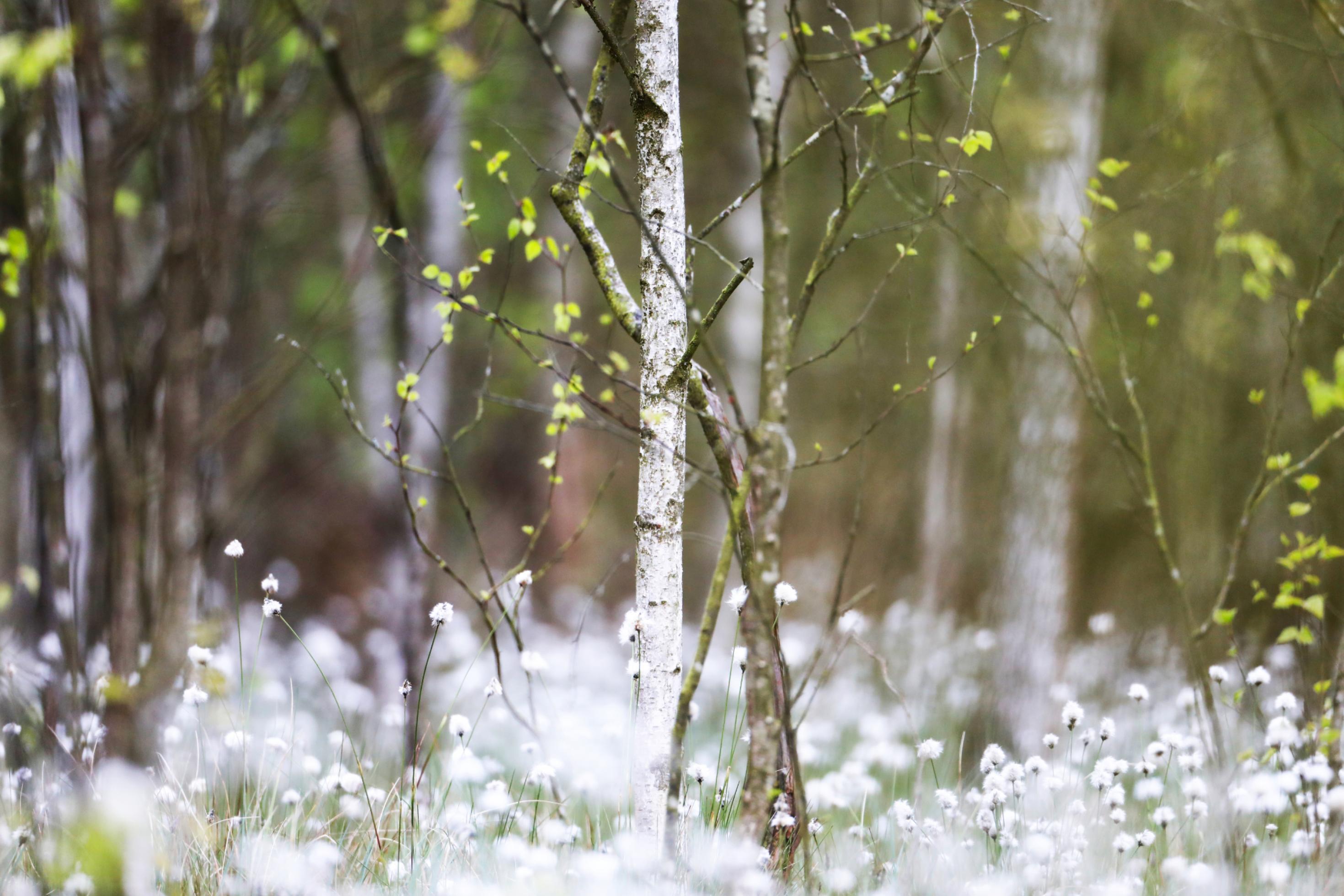 Wollgras blüht reinweiß zwischen einigen Birken