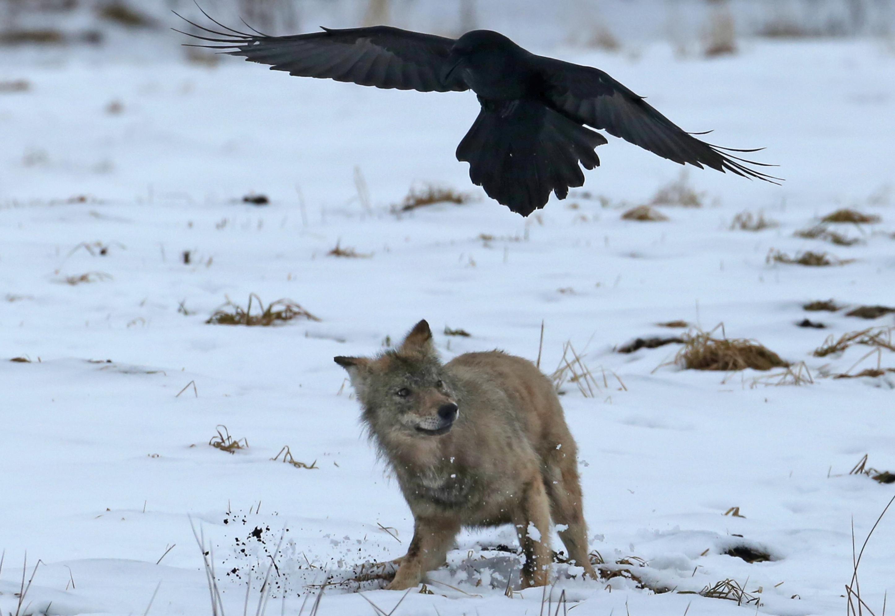 Ein junger Wolf und ein Kolkrabe an einer Beute