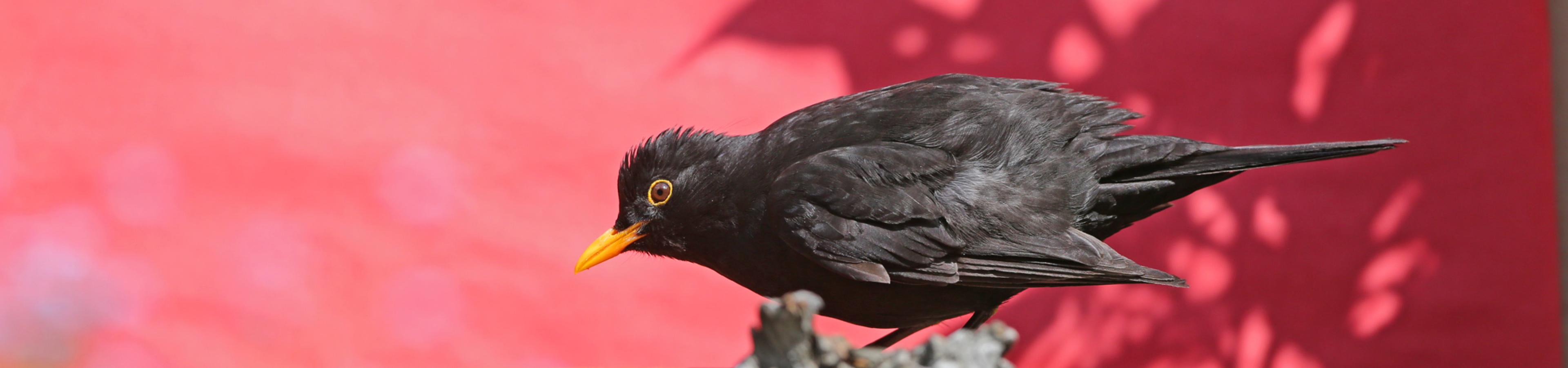 Eine männliche Amsel vor rotem Hintergrund