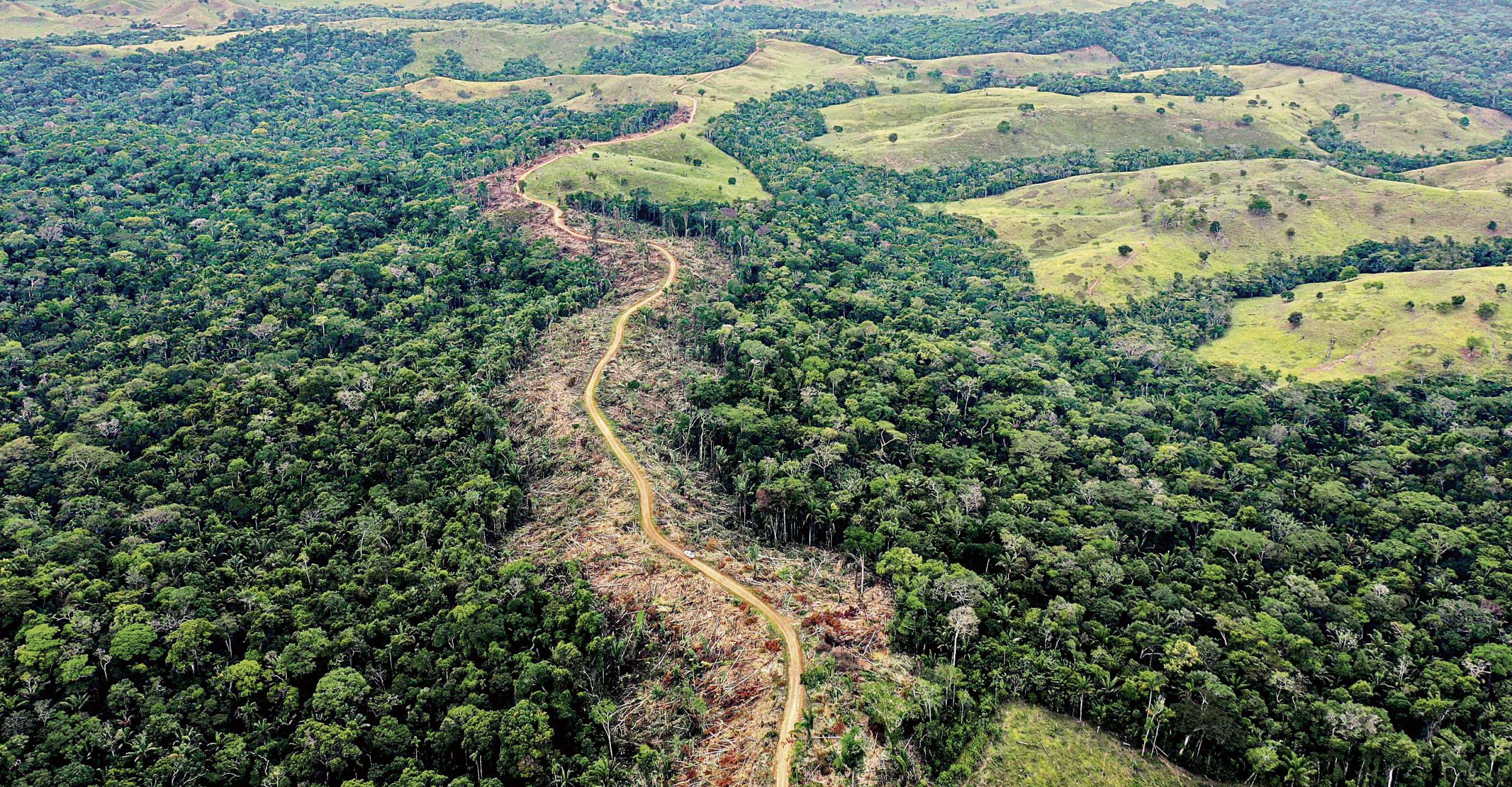 Luftaufnahme von tropischem Regenwald, durch den eine Schneise der Zerstörung verläuft.
