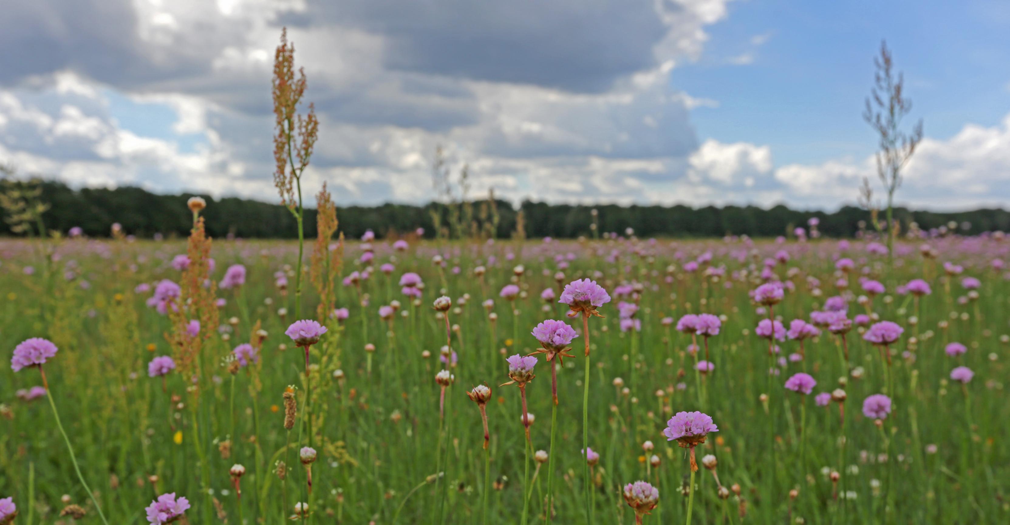 Erfolgreiche Schreiadler-Brutplätze sind mit viel Grünland umgeben. Solche Habitate bieten auch anderen Tier- und Pflanzenarten – wie Wiesennelken – Raum zum Überleben.