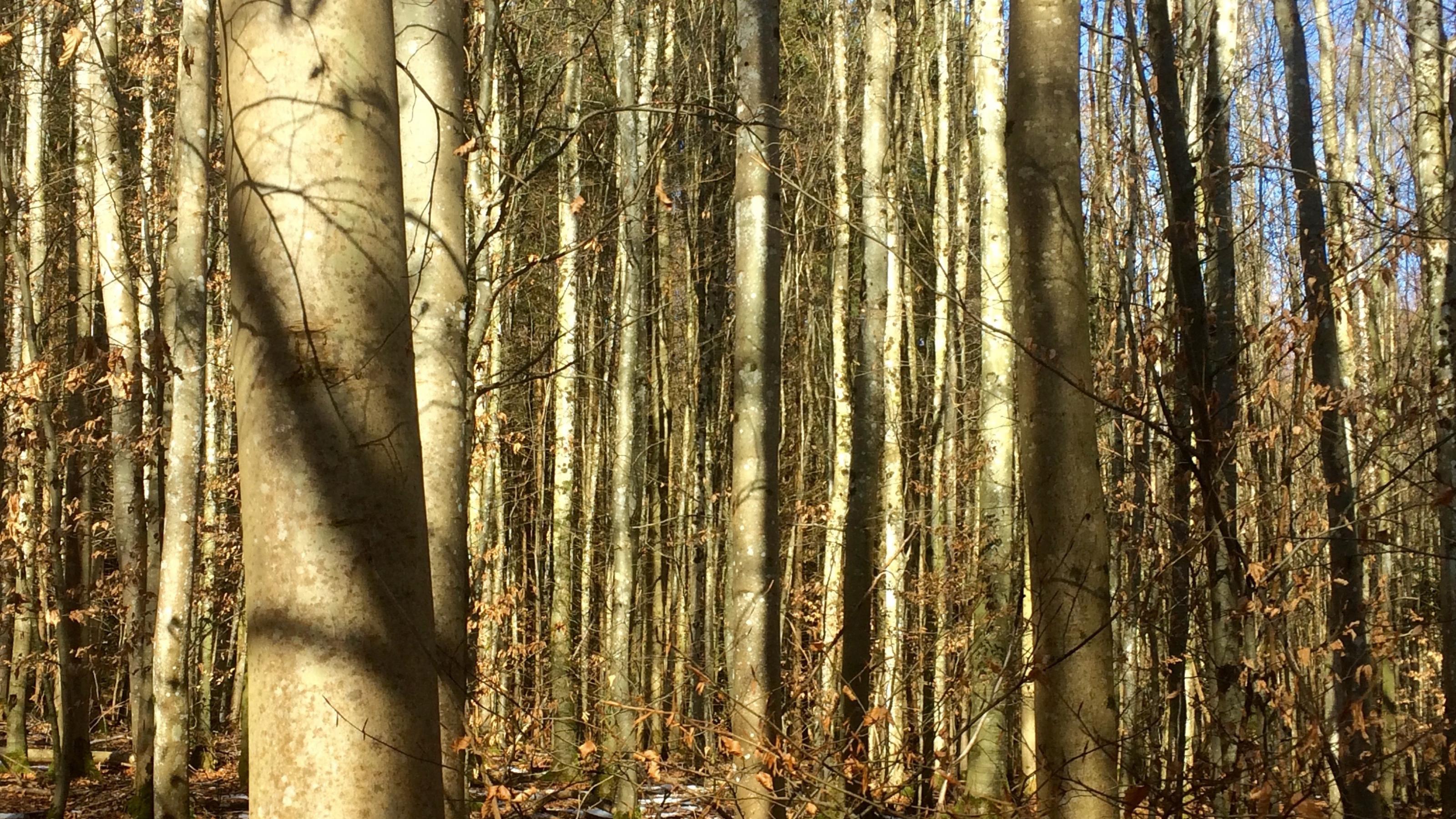 Junge Bäume stehen in einem früher fortstwirtschaftlich genutzten Wald.