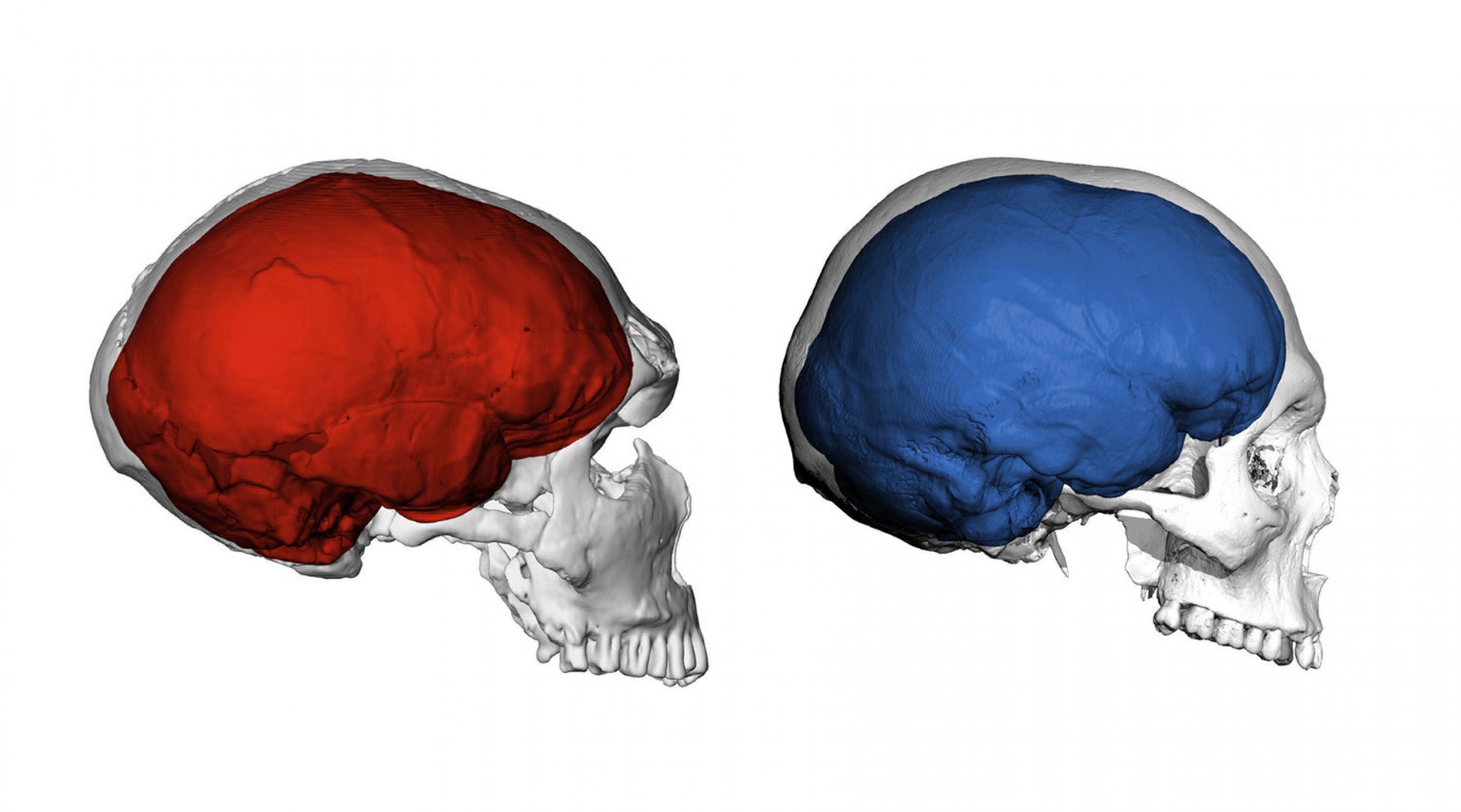 Die Abbildung zeigt links einen das computergenerierte Bild eines Neandertaler-Schädels von der Seite. Er ist langezogen und enthält eine rot gefärbte Darstellung vom Gehirn des Urmenschen. Rechts ist die entsprechende Ansicht eines Homo sapiens-Schädels zu sehen, dessen Gehirn blau dargestellt ist. Dessen Schädel und Gehirn sind fast rund, während sie beim Neandertaler länglich sind. Ein internationales Team aus Leipzig und Nijmegen, Niederlande, untersuchte jetzt, welchen Einfluss die Gene der Neandertaler auf die Hirnstruktur heutiger Menschen haben.
