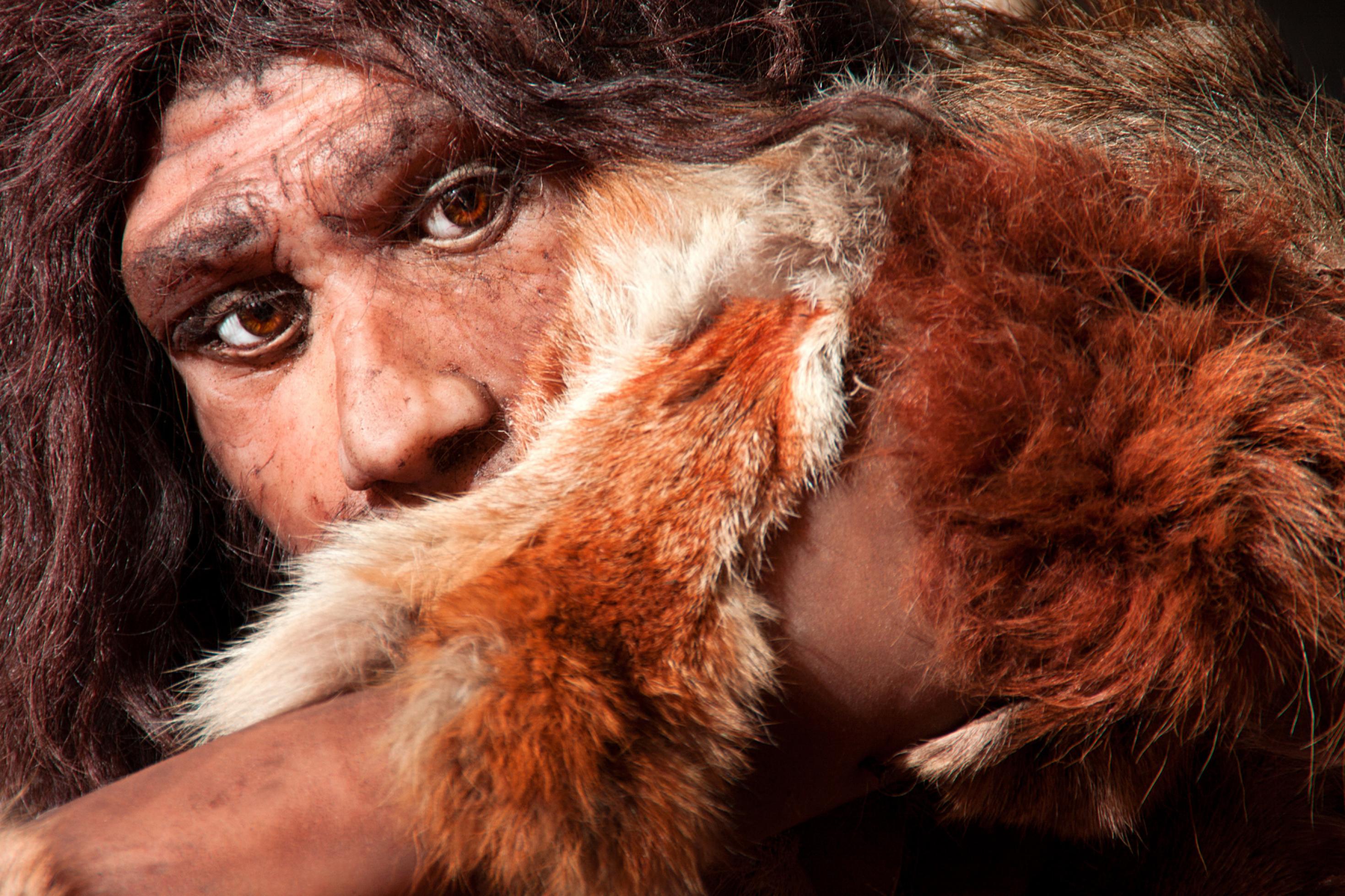 Das Bild zeigt die künstlerische Darstellung vom Gesicht eines Neandertalers mit braunen Augen und dichten, dunklen Haaren. Sein Arm ist zum Teil von einem flauschigen, weiß-braunen, auf der Schulter ruhenden Fell bedeckt. Er hält ihn schräg vor sich, so dass seine Mundpartie verdeckt ist – als ob er sich vor etwas schützen wolle. Vor vermutlich 60.000 Jahren haben sich Homo sapiens-Leute mit Neandertalern vermischt. Einige vom Neandertaler übernommene Gene halfen bei der Anpassung und beeinflussen bis heute unser Aussehen und unsere Anfälligkeit für manche Krankheiten.