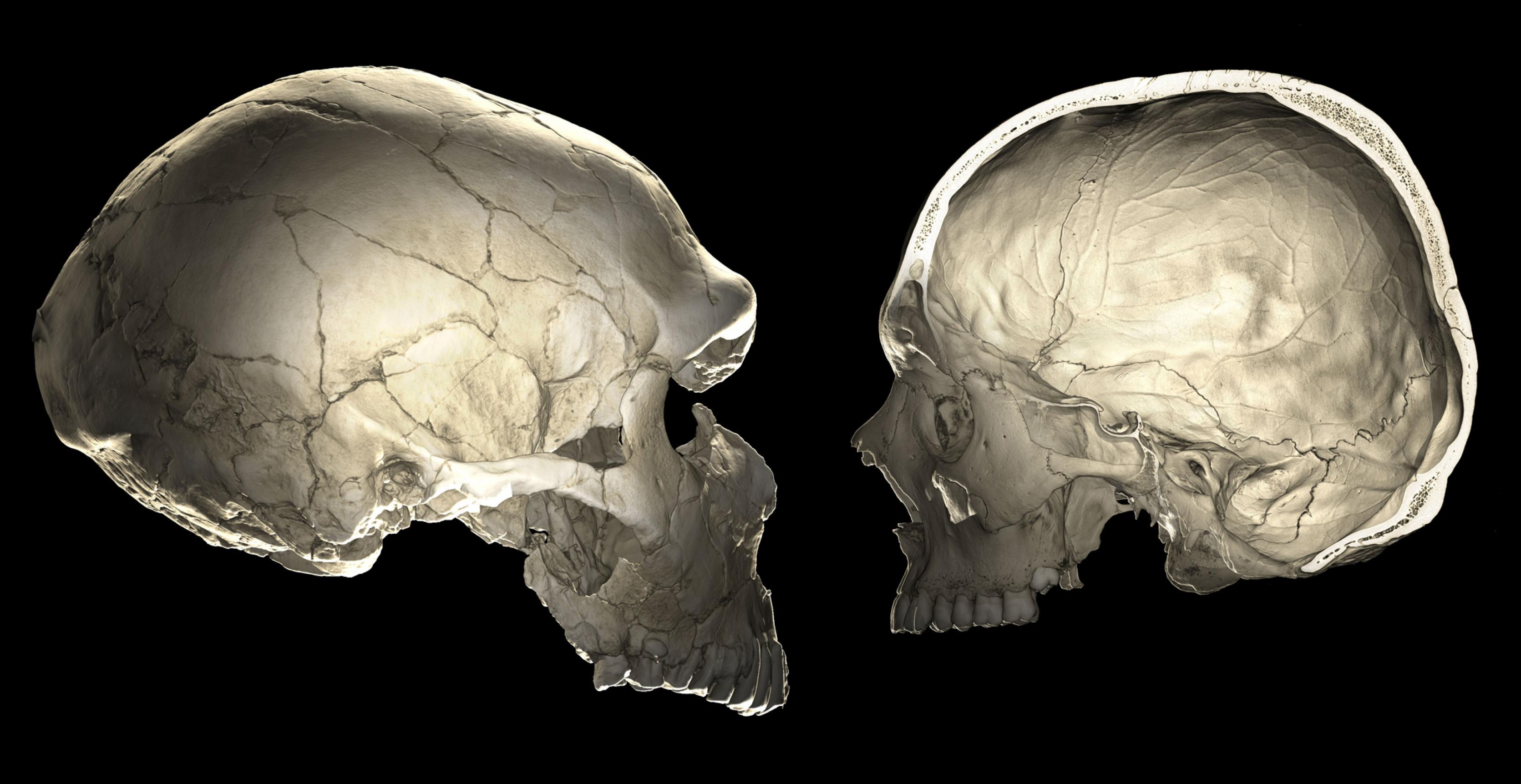 Das Bild zeigt den länglichen Schädel eines Neandertalers und den rundlichen Schädel eines modernen Menschen. Forscher wollen herausfinden, welche Gene die Gehirnentwicklung beeinflussen und nutzen dazu diese im Computertomographen aufgenommenen Fotos, die das Innere des Schädels und die Struktur des Gehirns erkennen lassen.