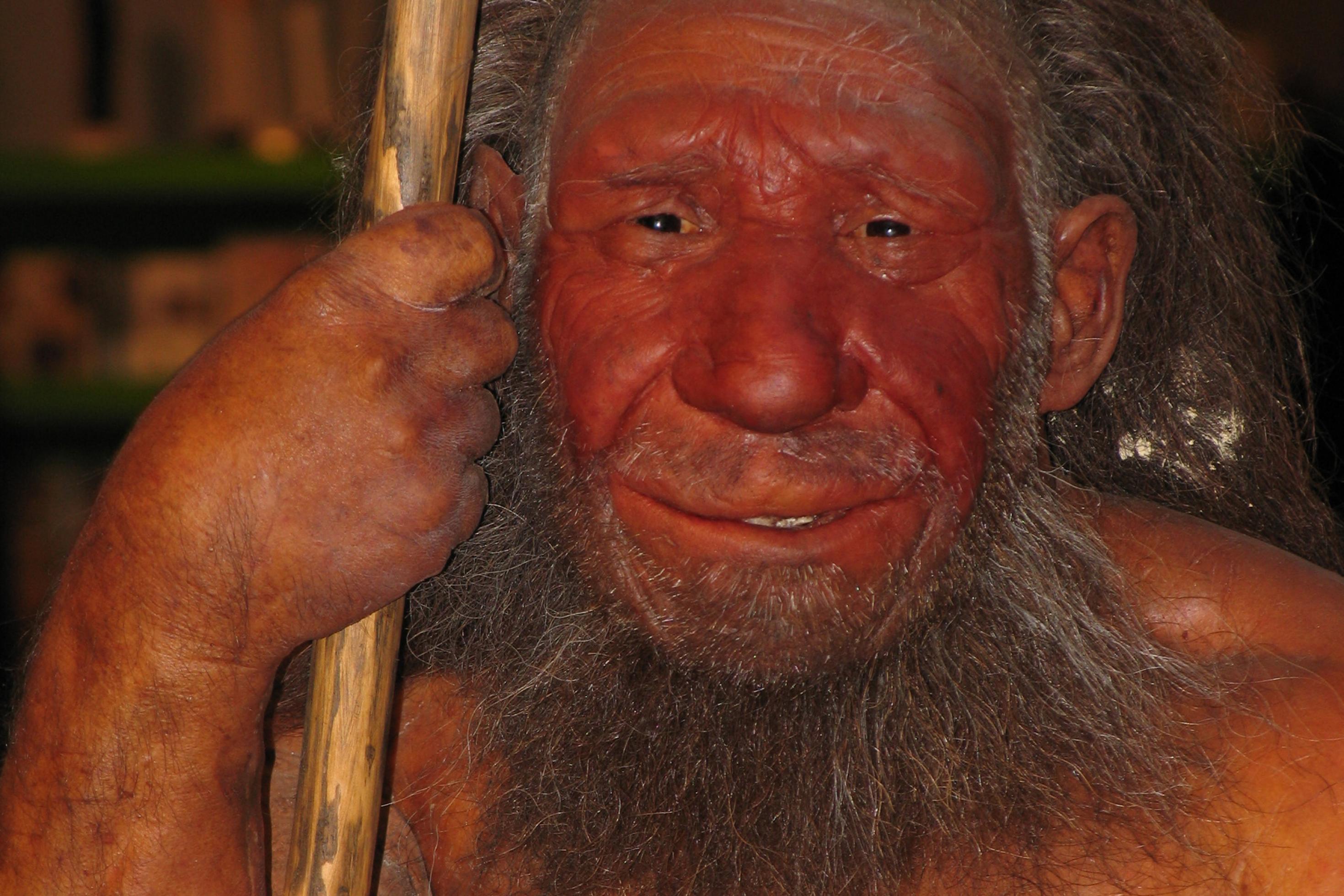 Das Bild zeigt die Rekonstruktion eines männlichen Neandertalers am Neanderthal Museum in Mettmann, der sich auf seinen Speer stützt. Die Urmenschen besaßen enorme Muskeln, große Nasen und recht kräftige Wülste über den Augen. Genetisches Material von ihnen findet sich in Europäern und Asiaten, nach neuesten Erkenntnissen aber auch in Afrikanern.