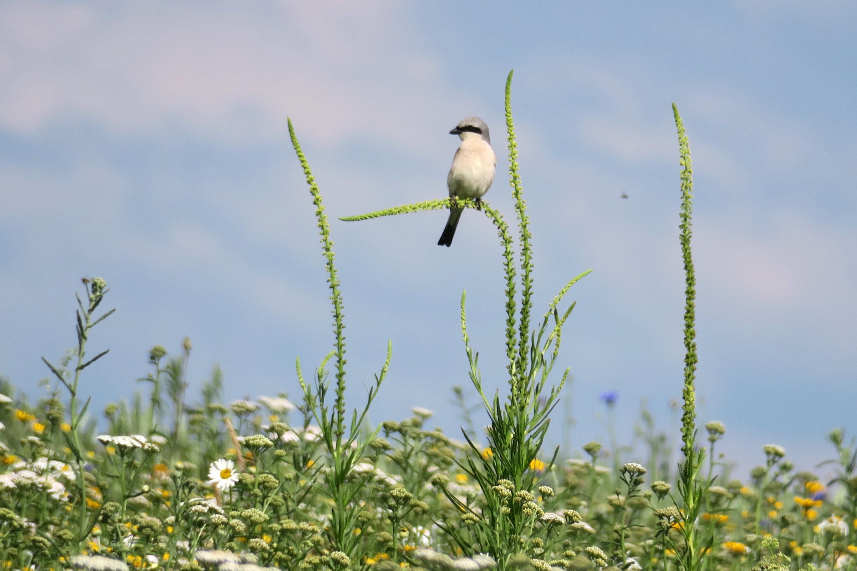 Der Vogel sitzt auf einer Pflanze, die sich unter seinem Gewicht verbiegt.