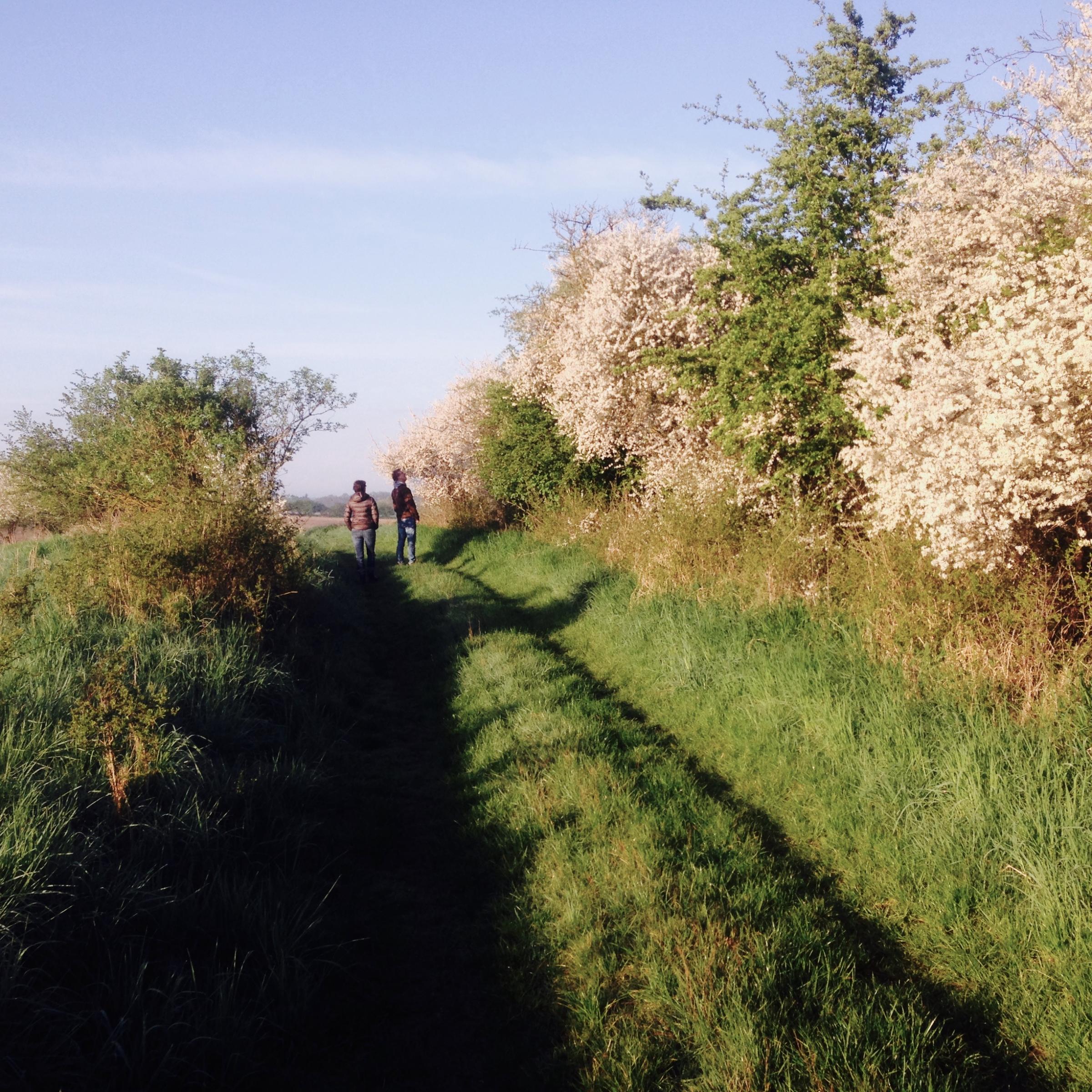 Eine weiß blühende Hecke am Wegrand, zwei Menschen bewundern sie.