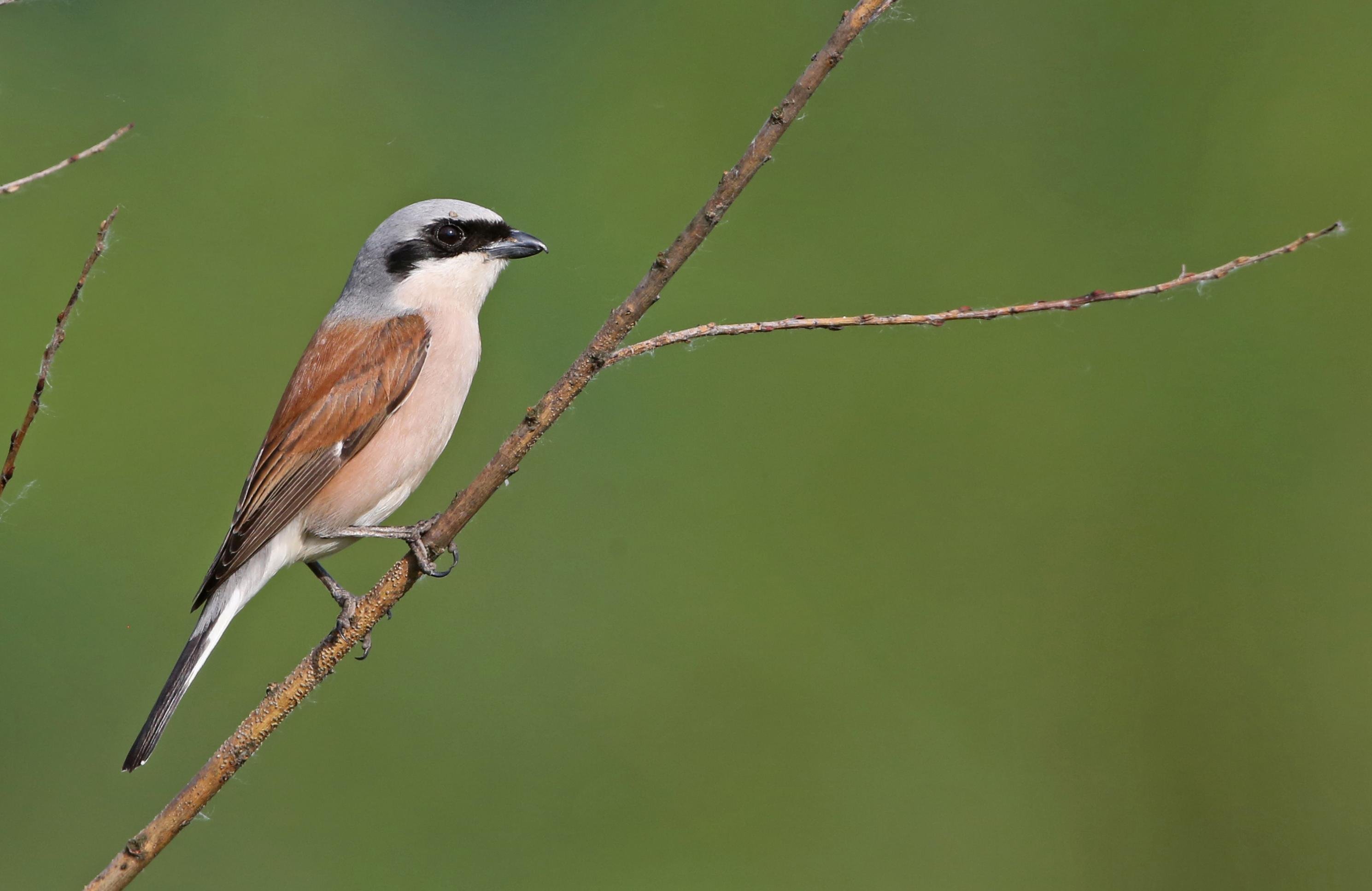 Der Neuntöter sitzt auf einem dünnen Ast. Es ist ein amselgroßer Vogel mit einem gekrümmten Schnabel, schwarzer Augenbinde, grauem Kopf und braunem Rücken.