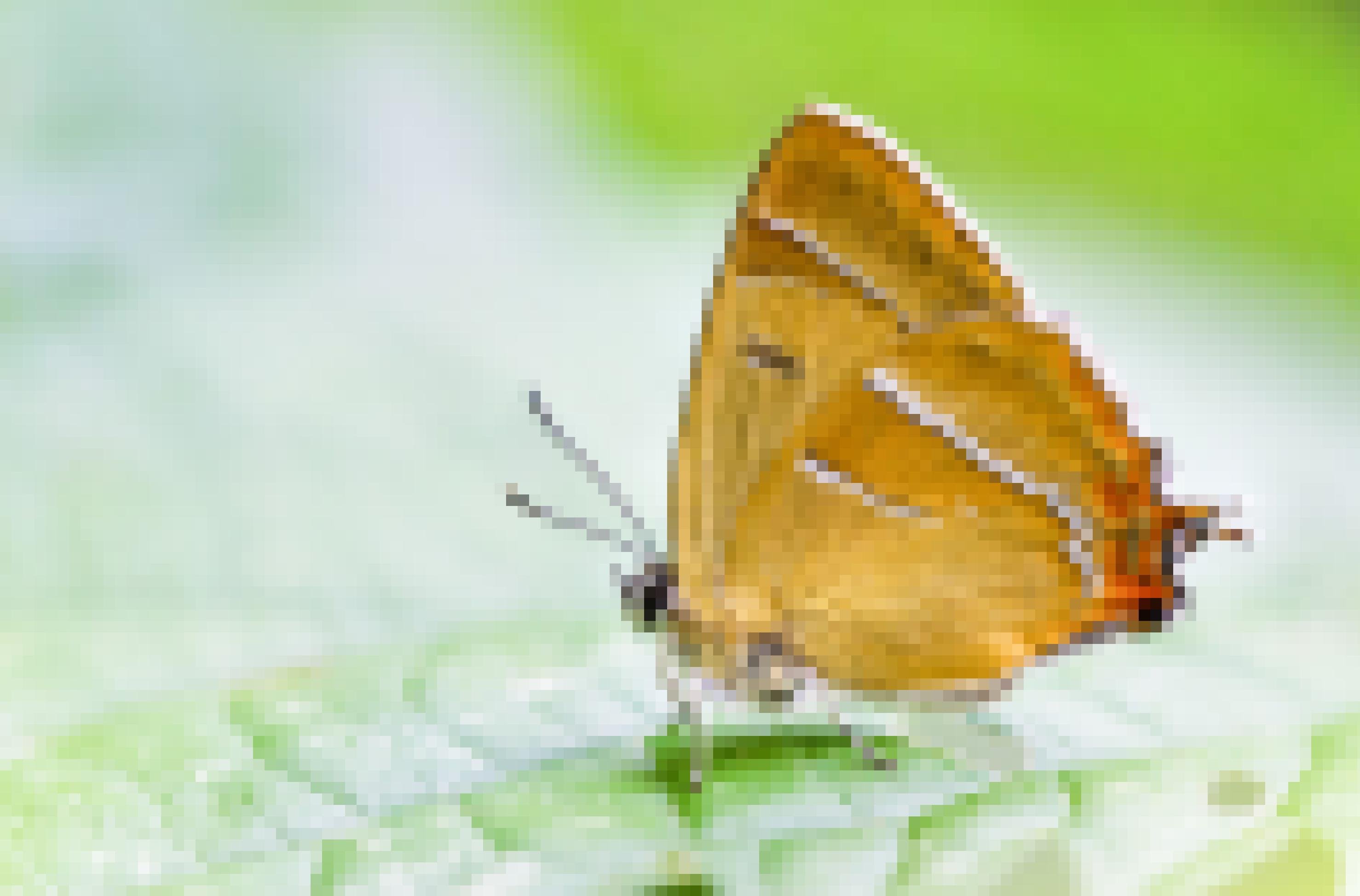 Ein orangefarbener Schmetterling von der Seite. Auf den Flügeln trägt er weiße und schwarze Linien. Ganz hinten an den Hinterflügeln ragen Zipfel nach hinten, die dunkelorangefarben, schwarz und weiß gezeichnet sind.