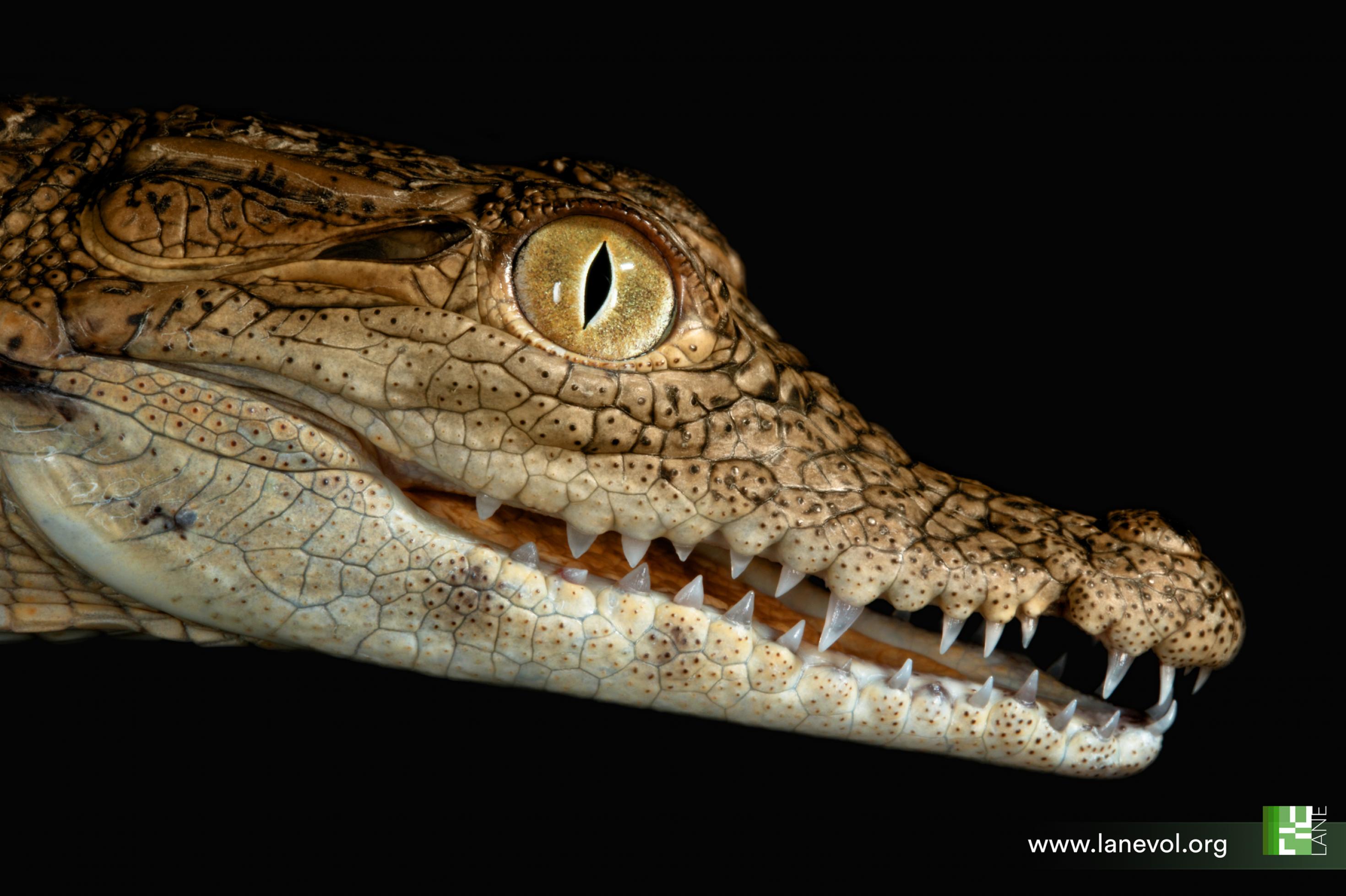 Ein junges braungelbes Krokodil streckt von links seinen bedrohlich wirkenden Kopf ins Bild. Das porfil zwigt ein großes Auge und viele lange spitze Zähne.