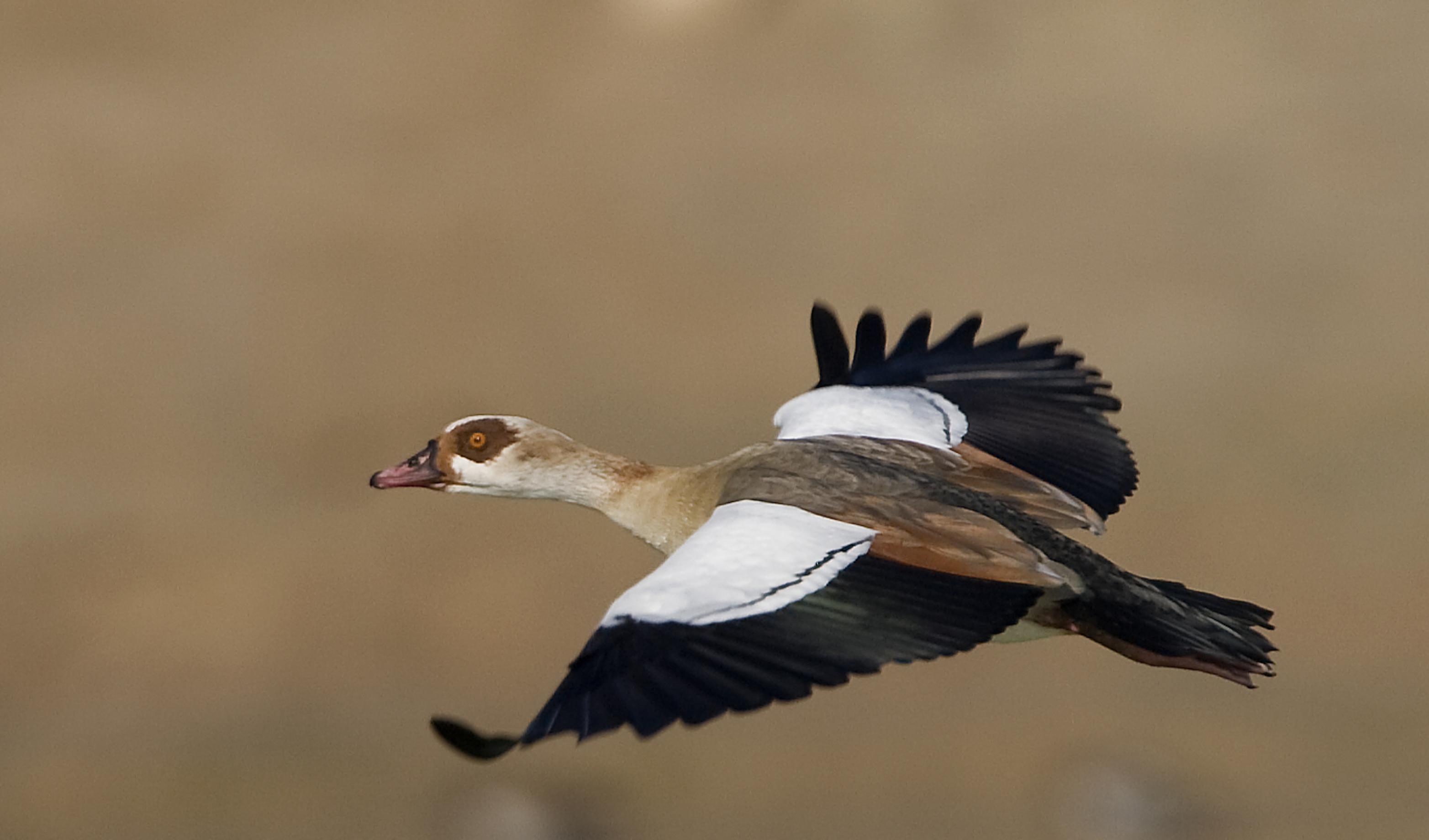 Eine Nilgans im Flug mit ausgebreiteten Flügeln