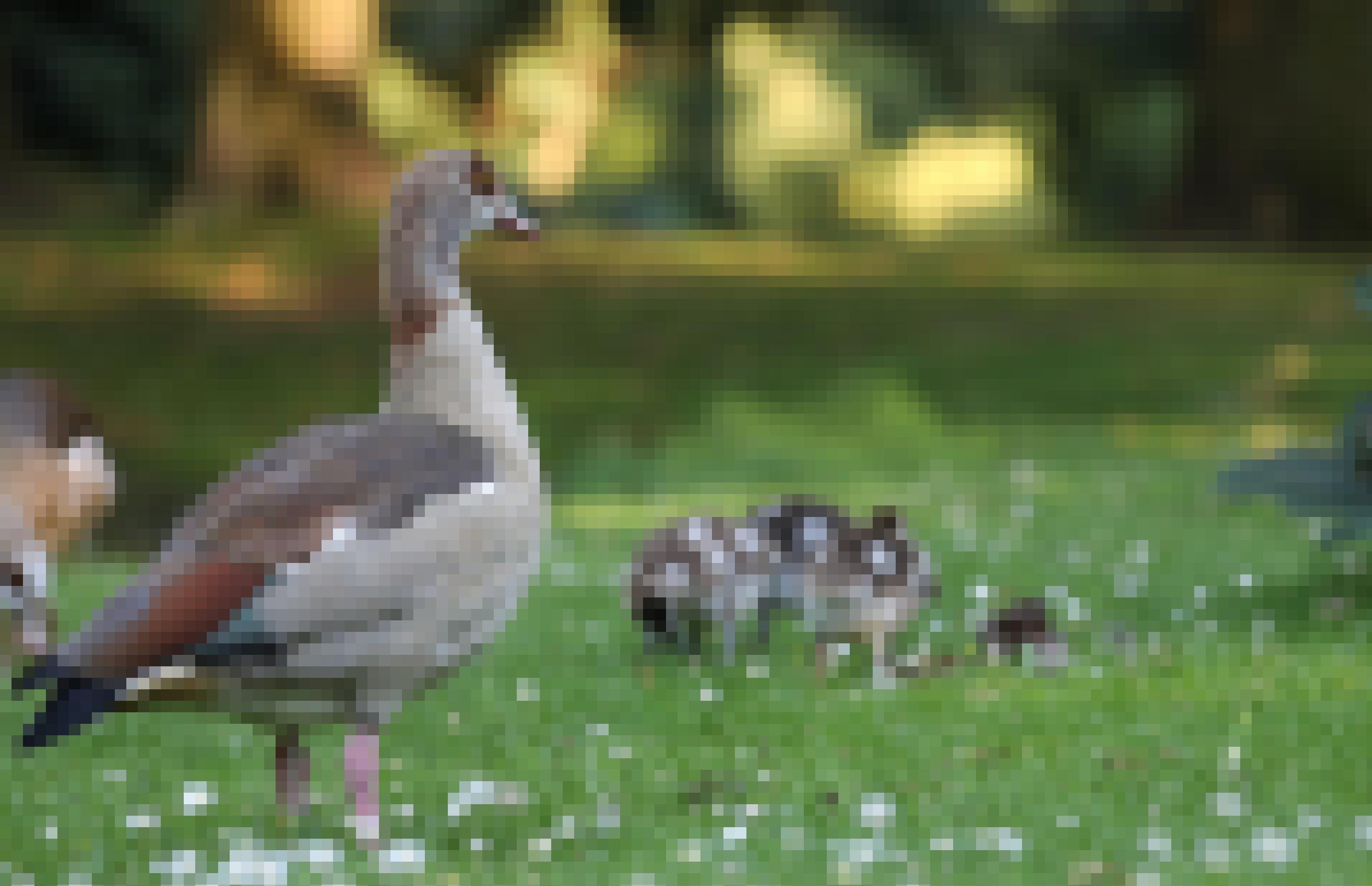 Eine Nilgans auf der Wiese mit vier Küken.