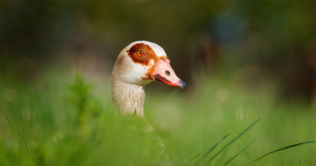 Gänse erobern städtische Parks: Ärgernis oder Bereicherung?