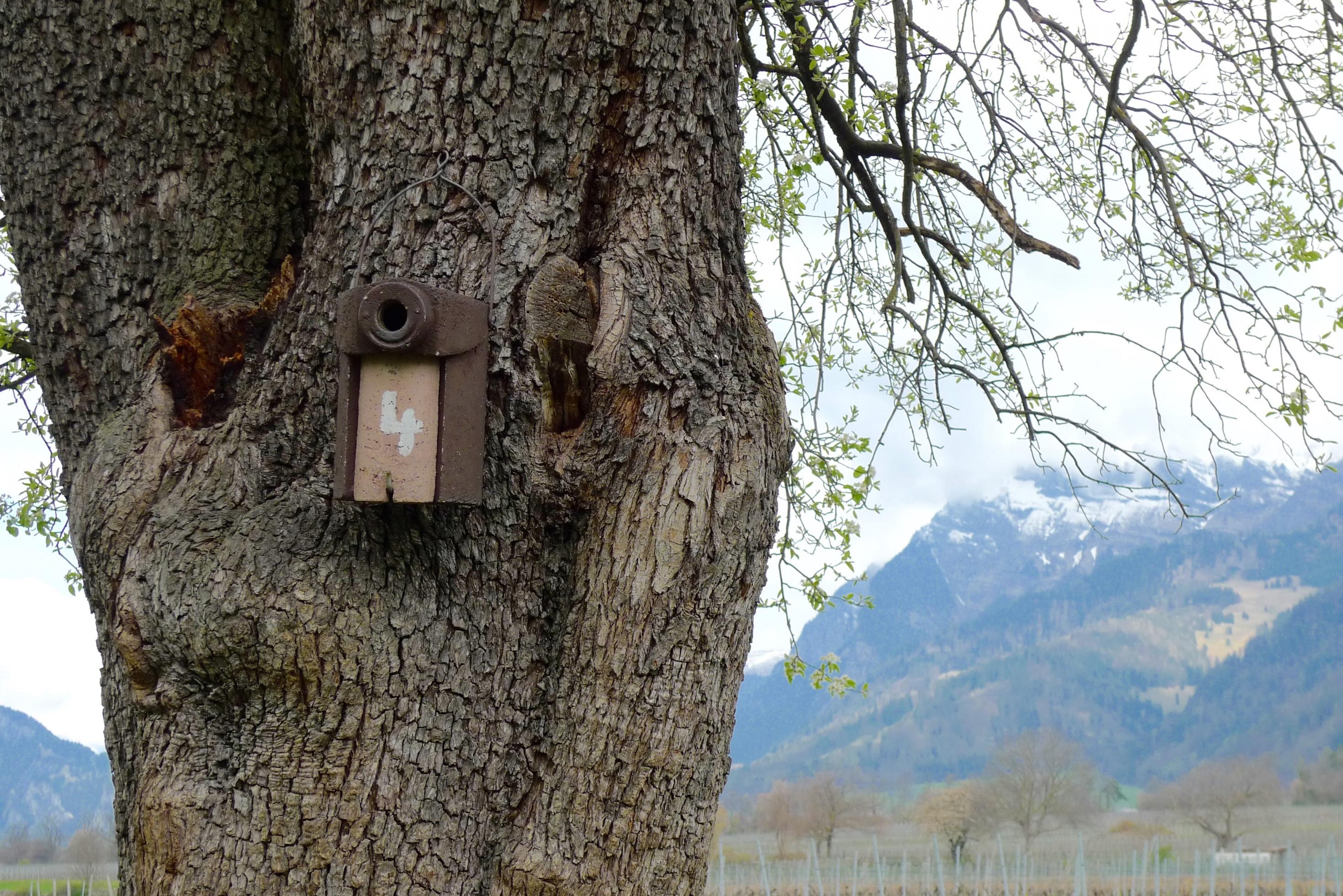 Nisthilfe für den Wendehals, an einem Baum angebracht.