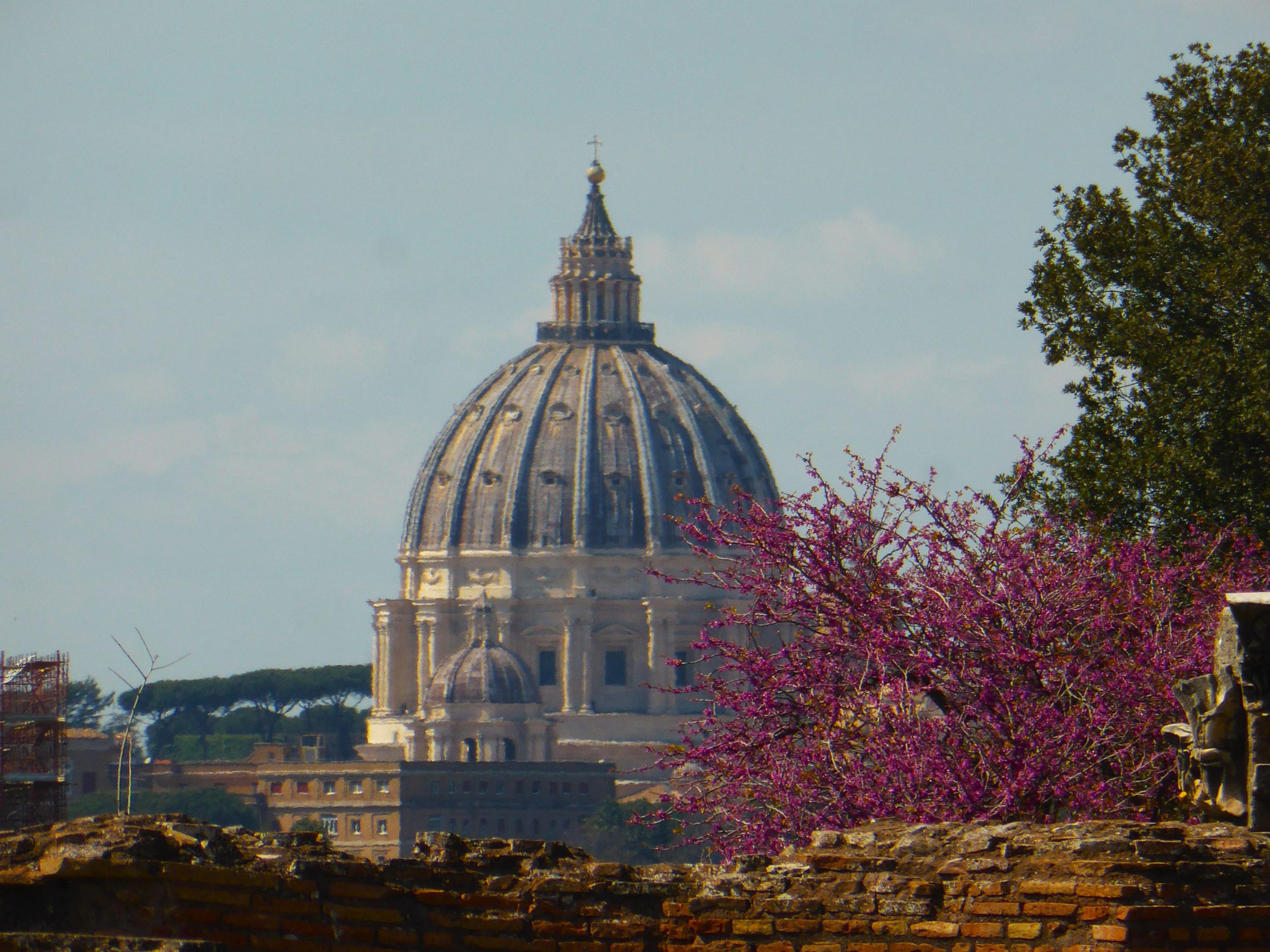 Im Hintergrund die Kuppel des Petersdoms, im Vordergrund ein in Purpurfarben blühender Baum, der hinter einer Mauer einer Palastruine steht.