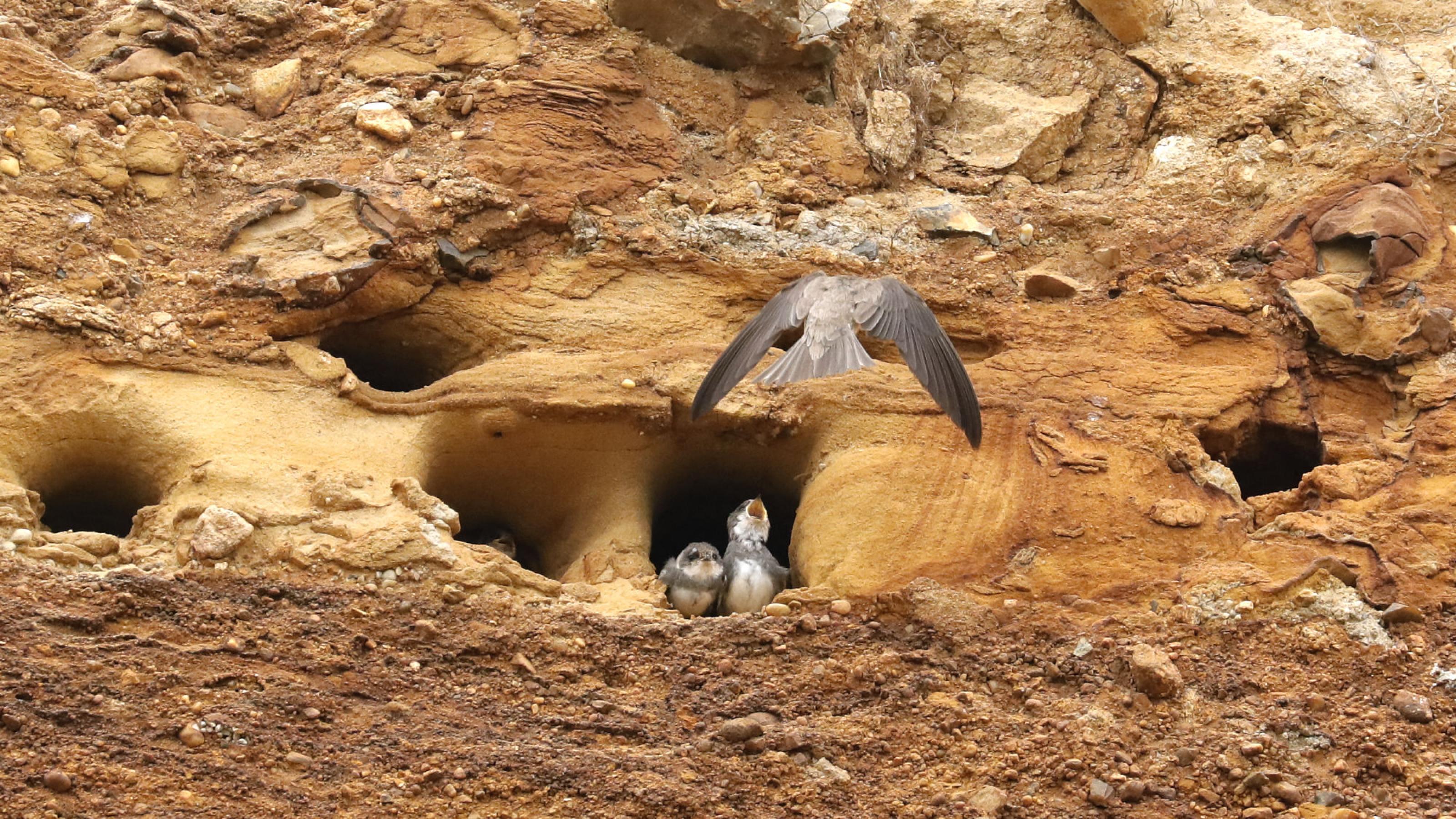 Zwei Uferschwalben-Küken sitzen am Höhleneingang und recken einer anfliegenden Uferschwalbe ihre offenen Schnäbel entgegen. Rechte: Anne Preger