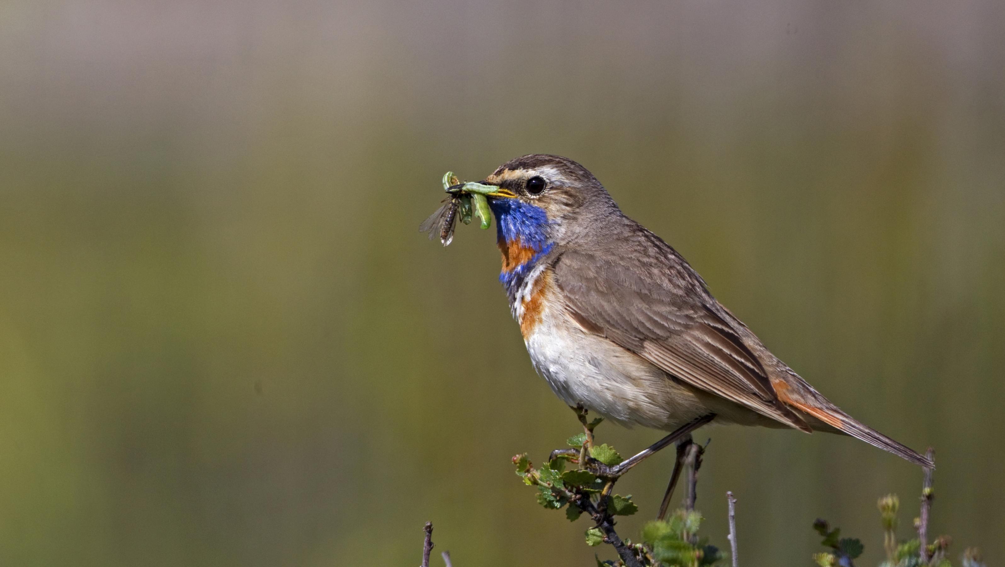 Ein männliches Blaukehlchen trägt den Schnabel voller Insekten.