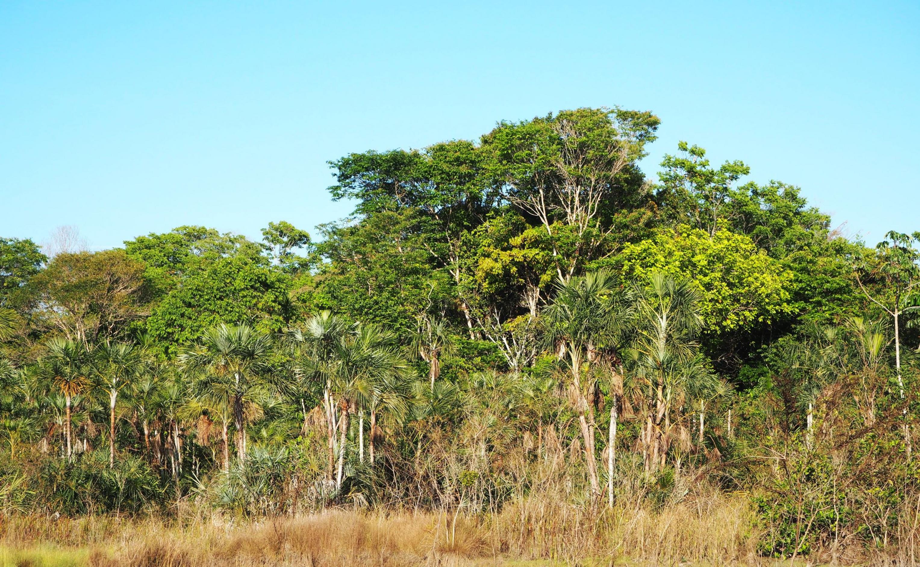Vor trockenen Gräsern erhebt sich der Wald mit Burití-Palmen und einer großen Vielfalt an Bäumen im Hintergrund.