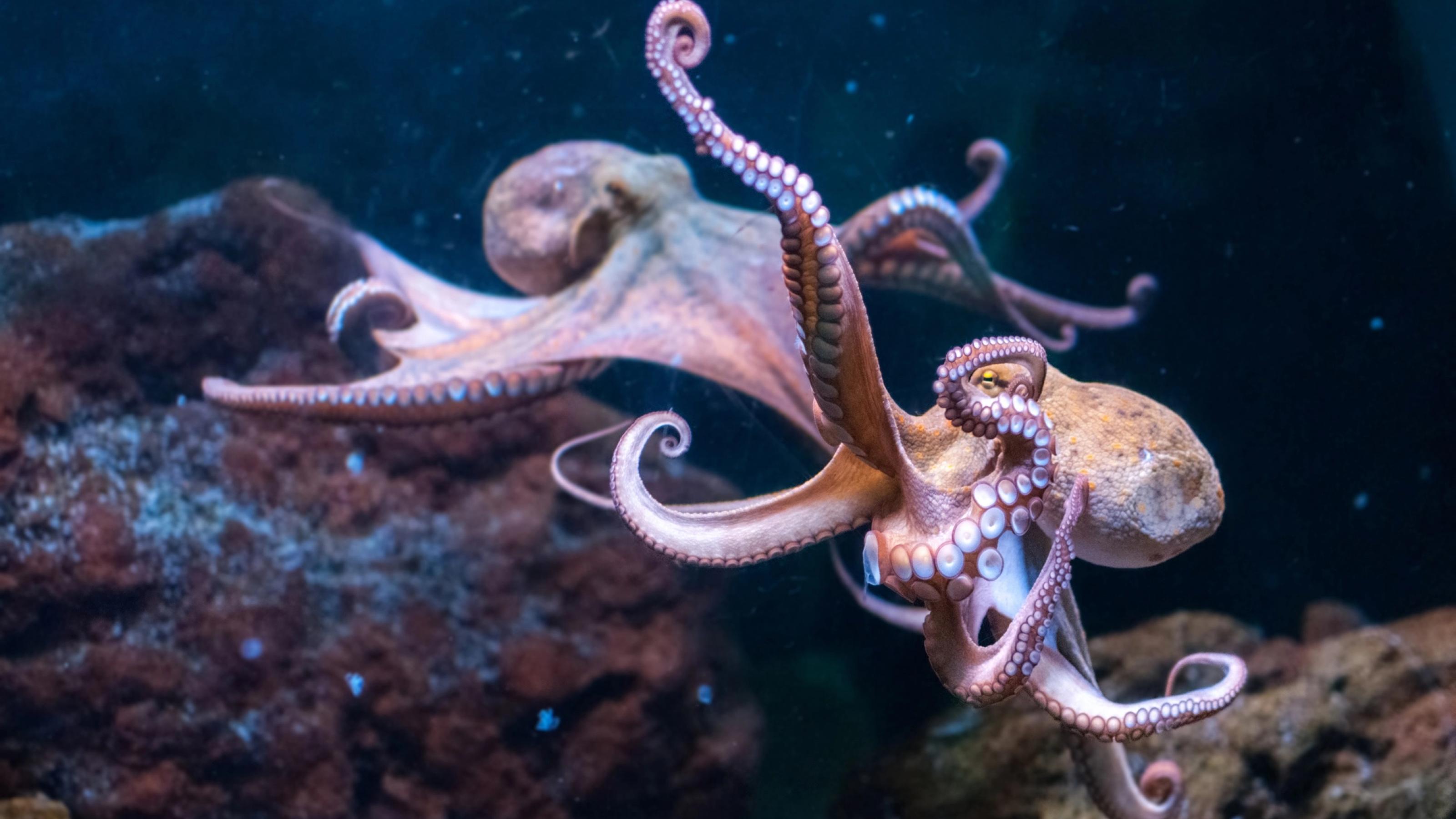 Zwei Kraken schwimmen gemeinsam über dem Meeresgrund.