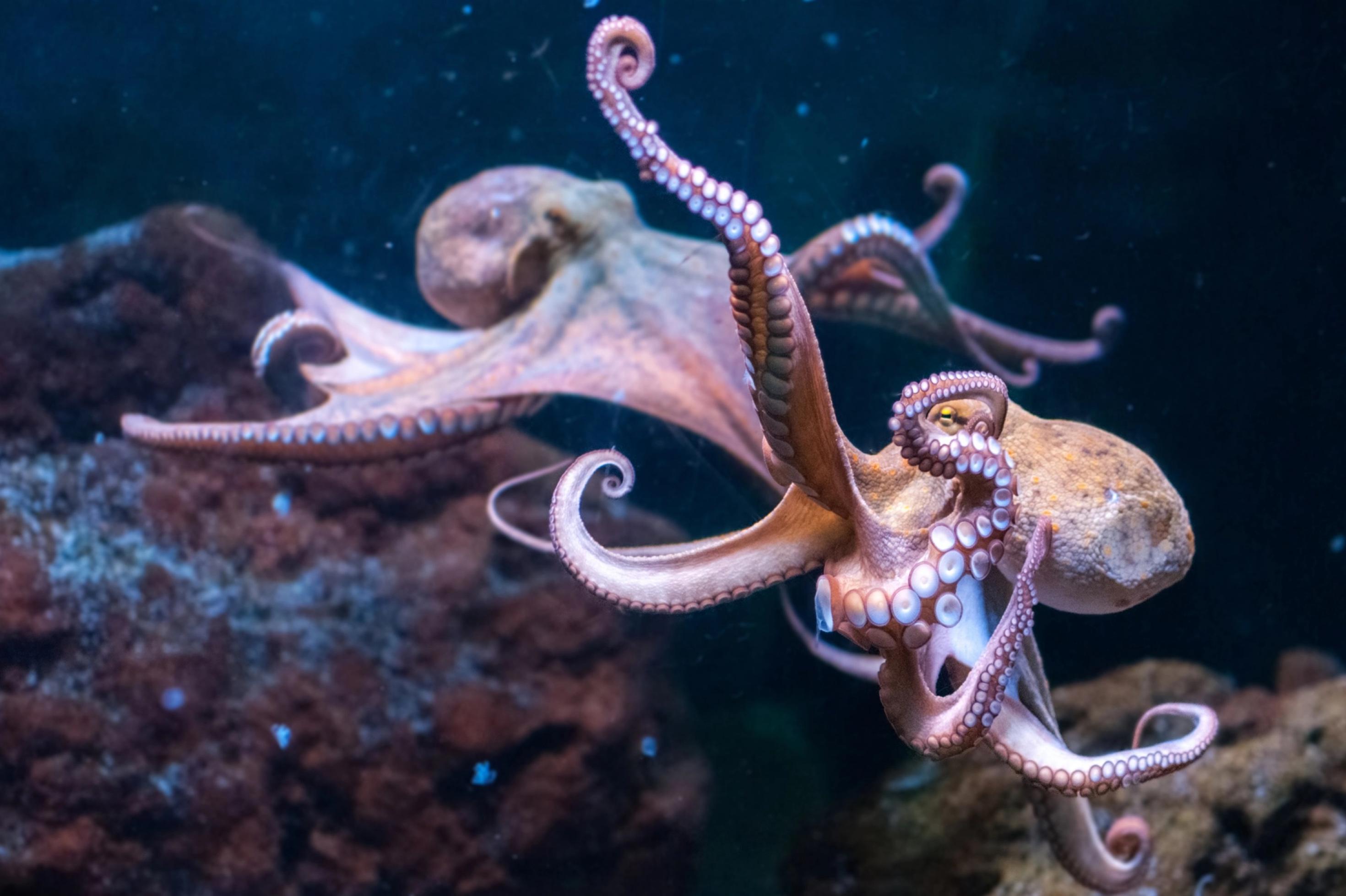 Zwei Kraken schwimmen gemeinsam über dem Meeresgrund.