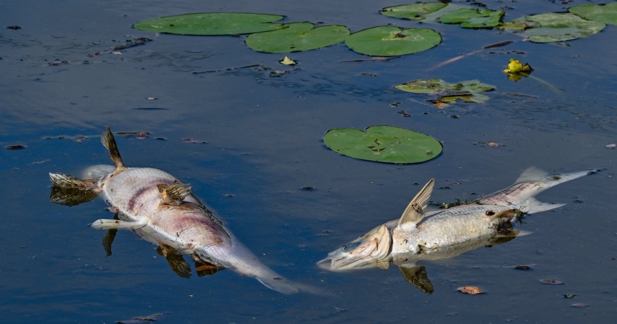 Tote Fische, die auf der Wasseroberfläche schwimmen