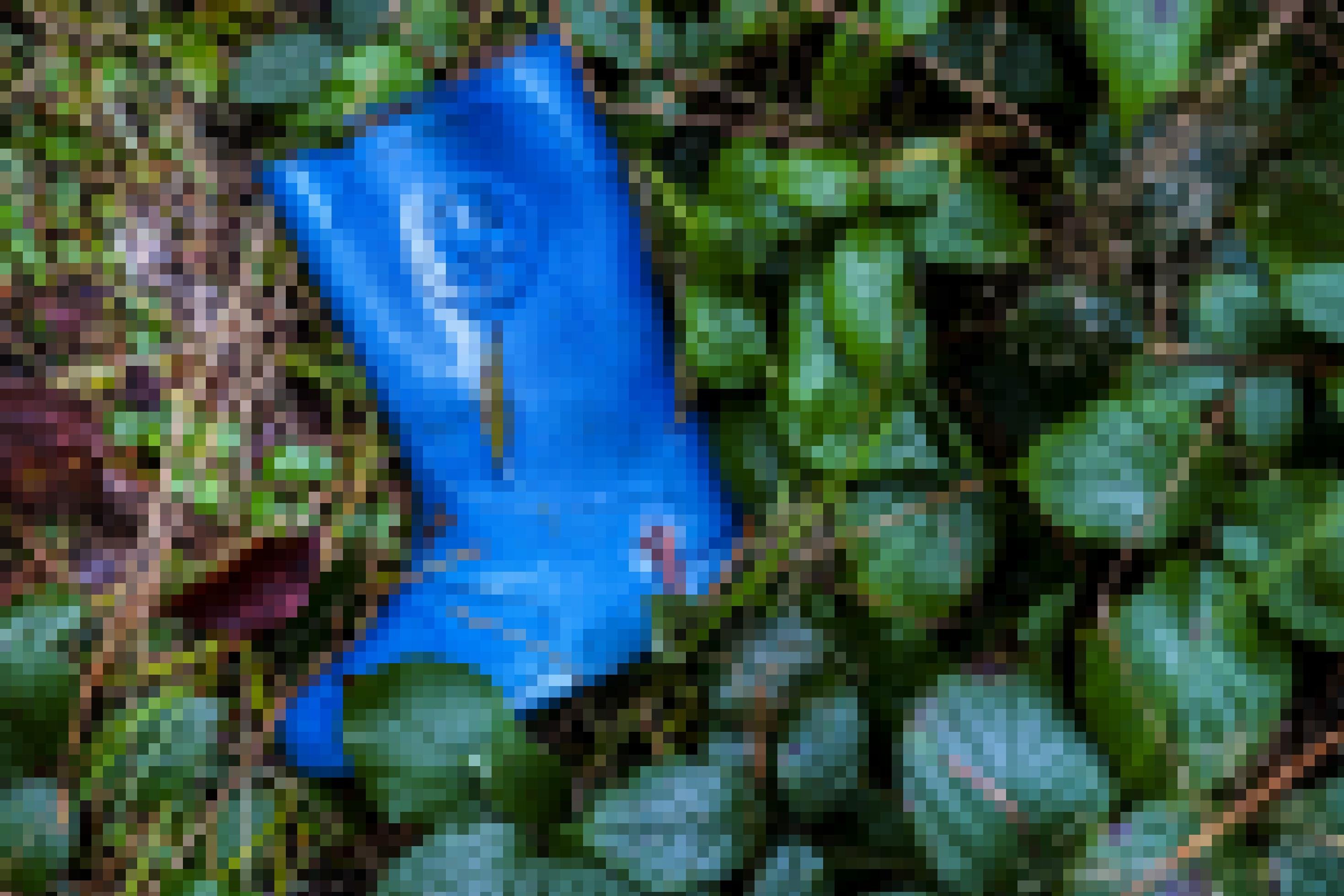 Ein blauer Stiefel im Gras [AI]