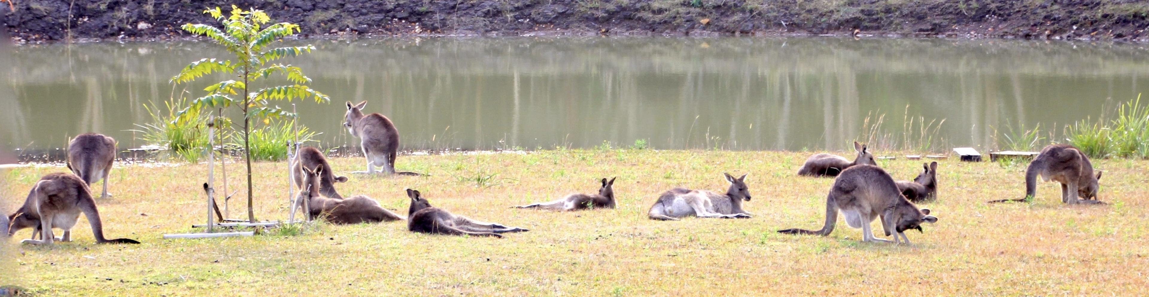Eine Gruppe von grauen Riesenkängurus und Wallabies liegt auf dem Rasen vor einem Damm, manche grasen, die meisten ruhen sich nur aus.