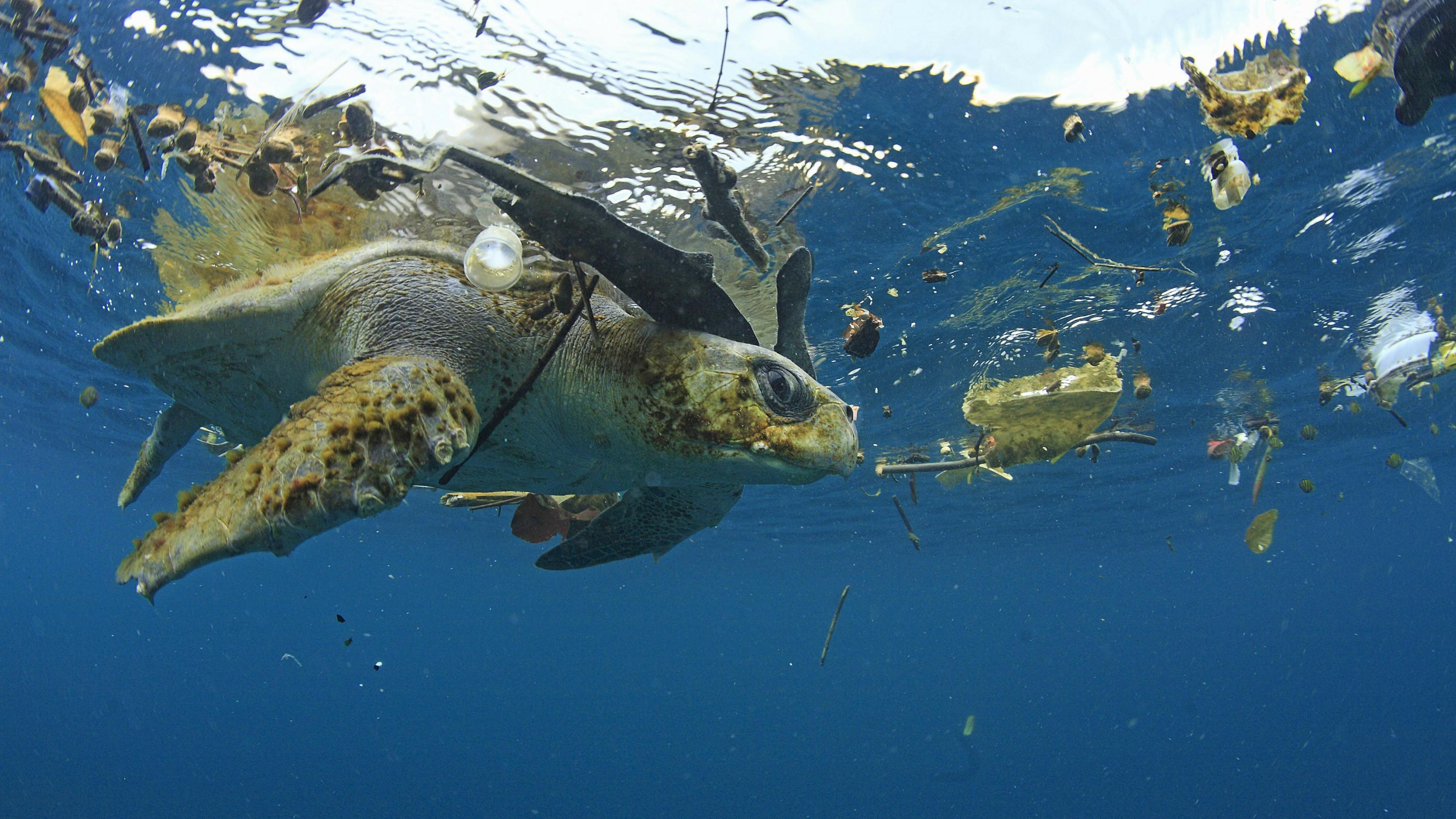 Eine grüne Schildkröte im Wasser, in dem auch Plastikmüll treibt.