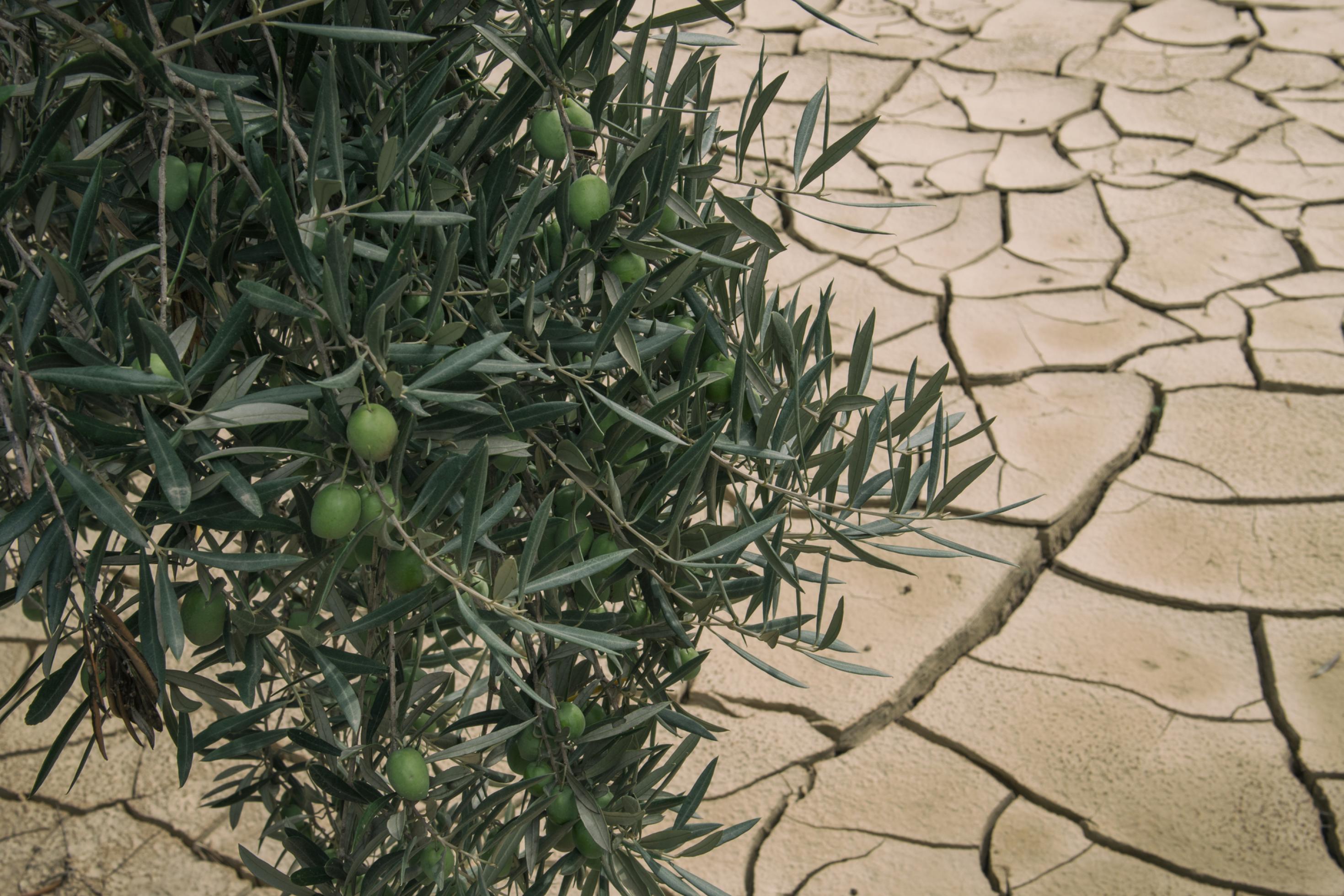 Halbnahe eines Olivenbaumes. Darunter reißt der Boden aufgrund der Trockenheit in tiefen Spalten auf.