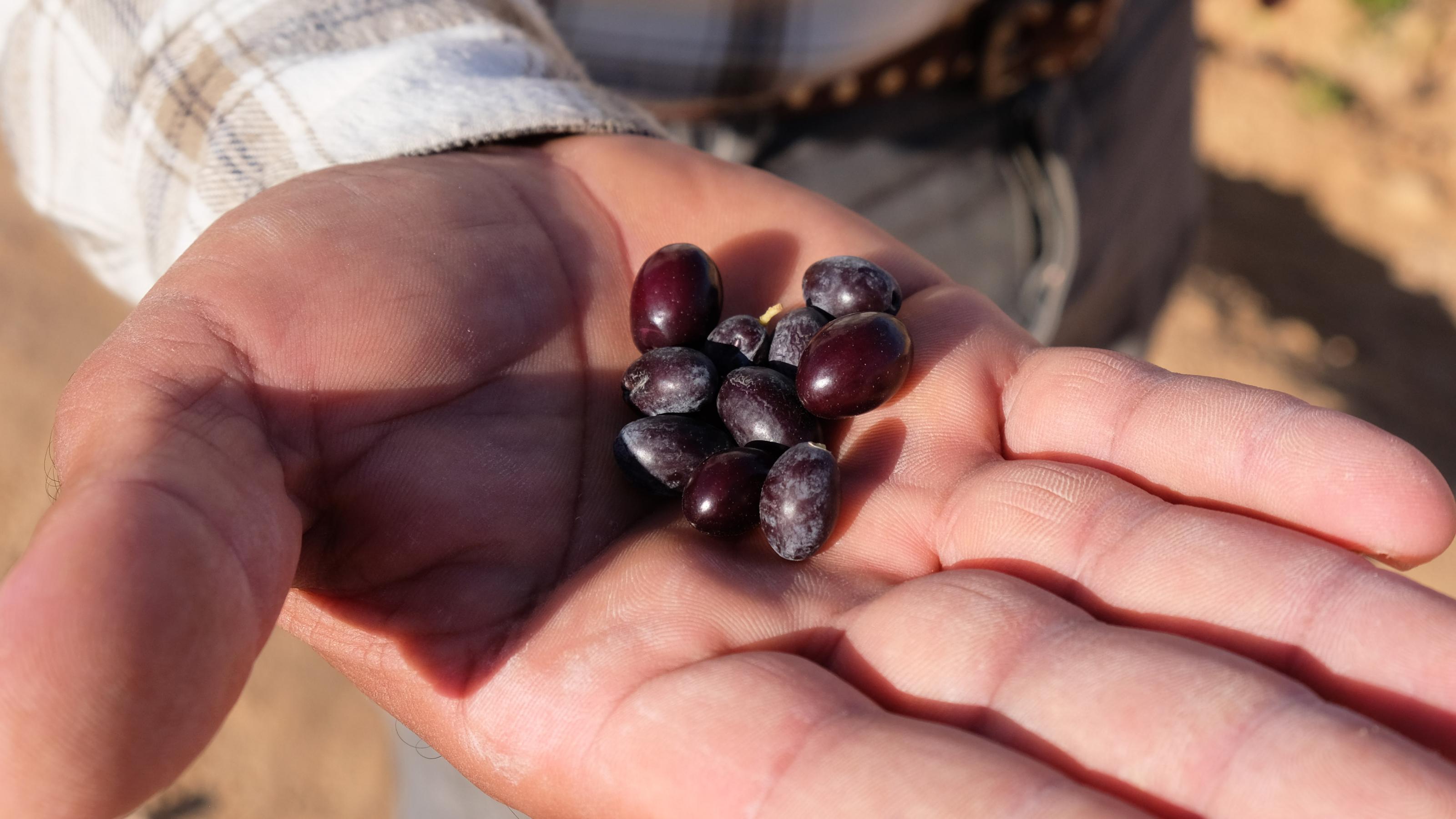 Eine Hand mit einigen prallen, schwarzen Oliven in der Handfläche