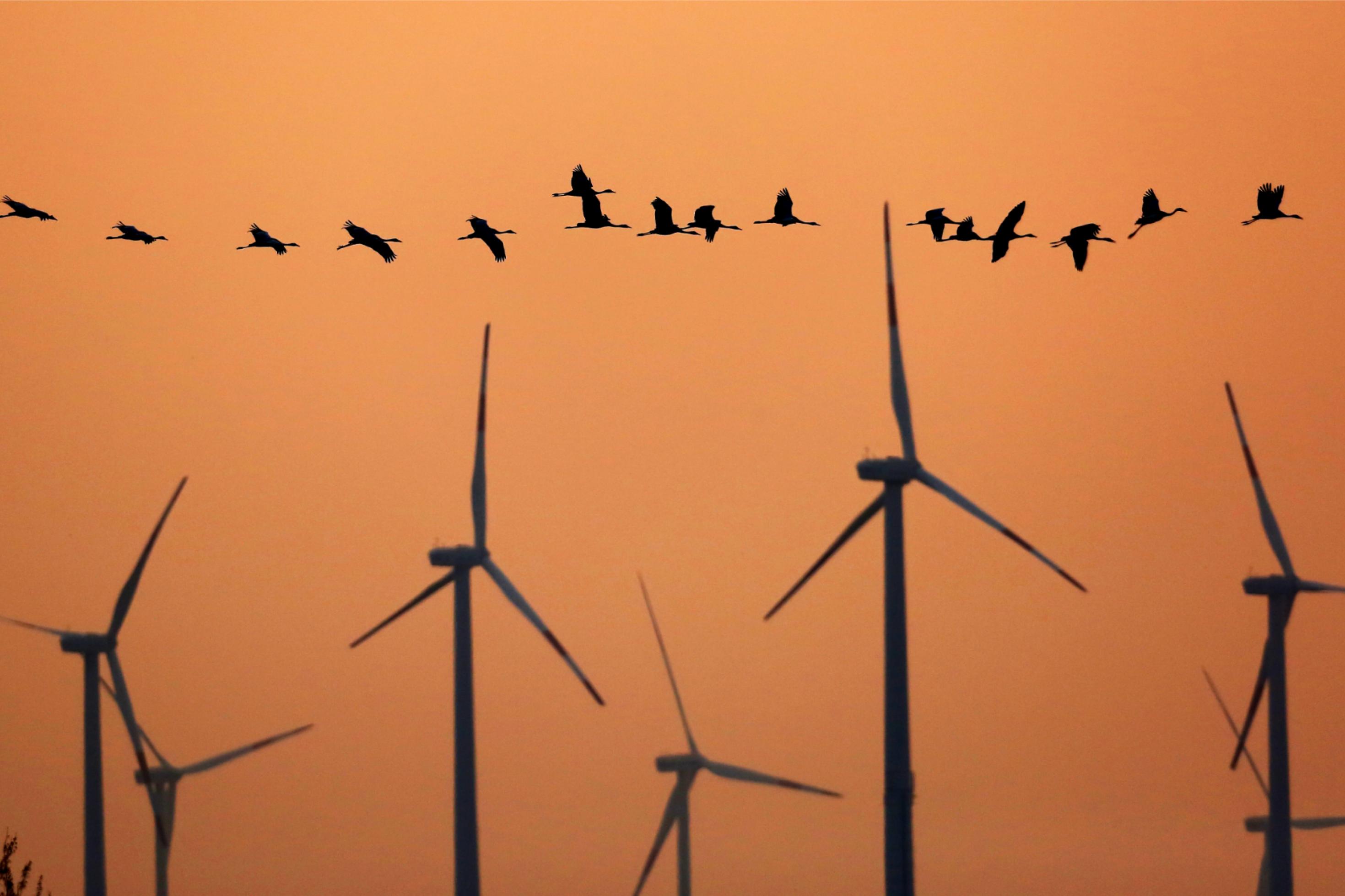 Eine Gruppe Kraniche fliegt im Abendrot vor einer Reihe Windkraftanlagen
