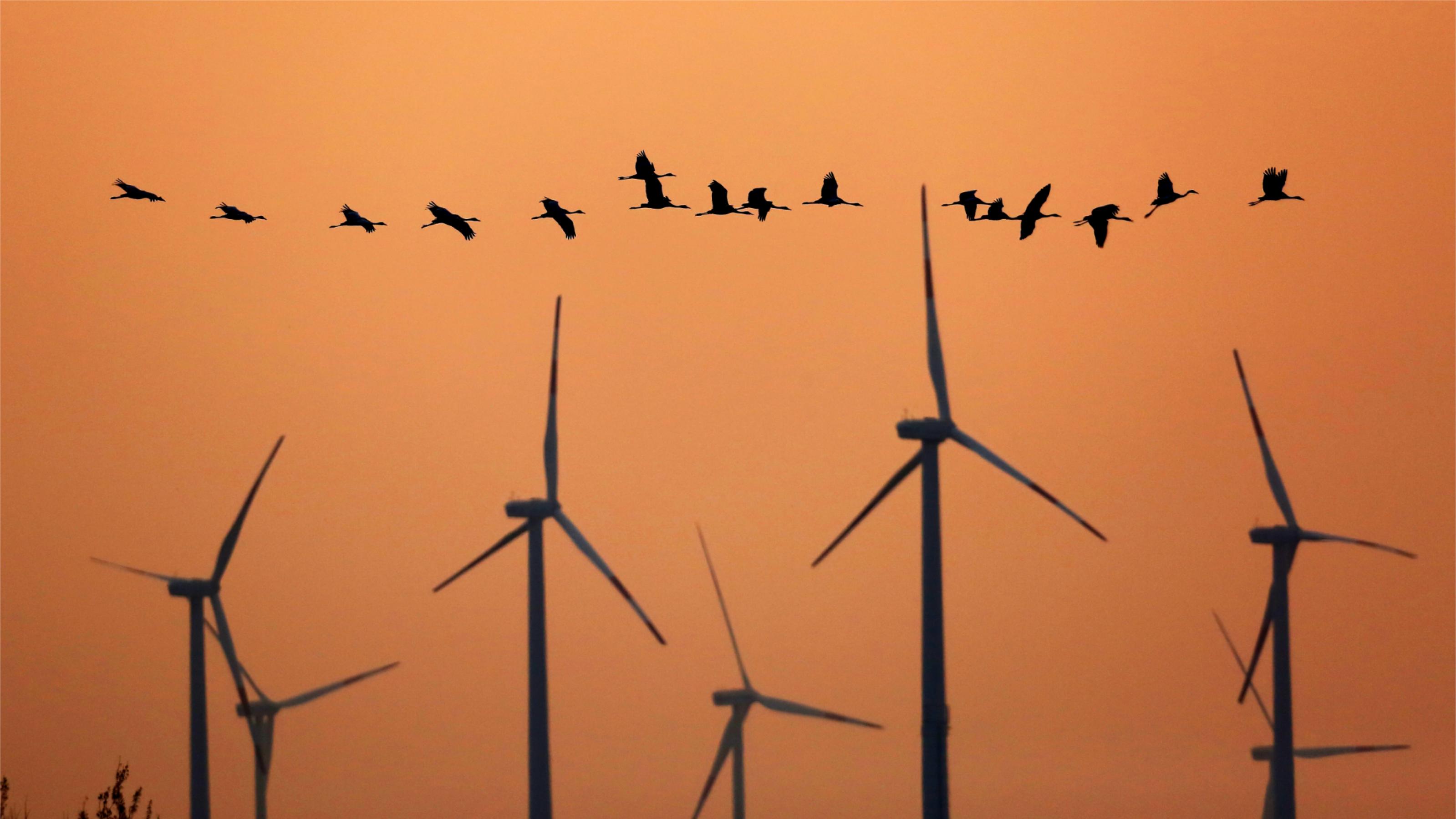 Eine Gruppe Kraniche fliegt im Abendrot vor einer Reihe Windkraftanlagen