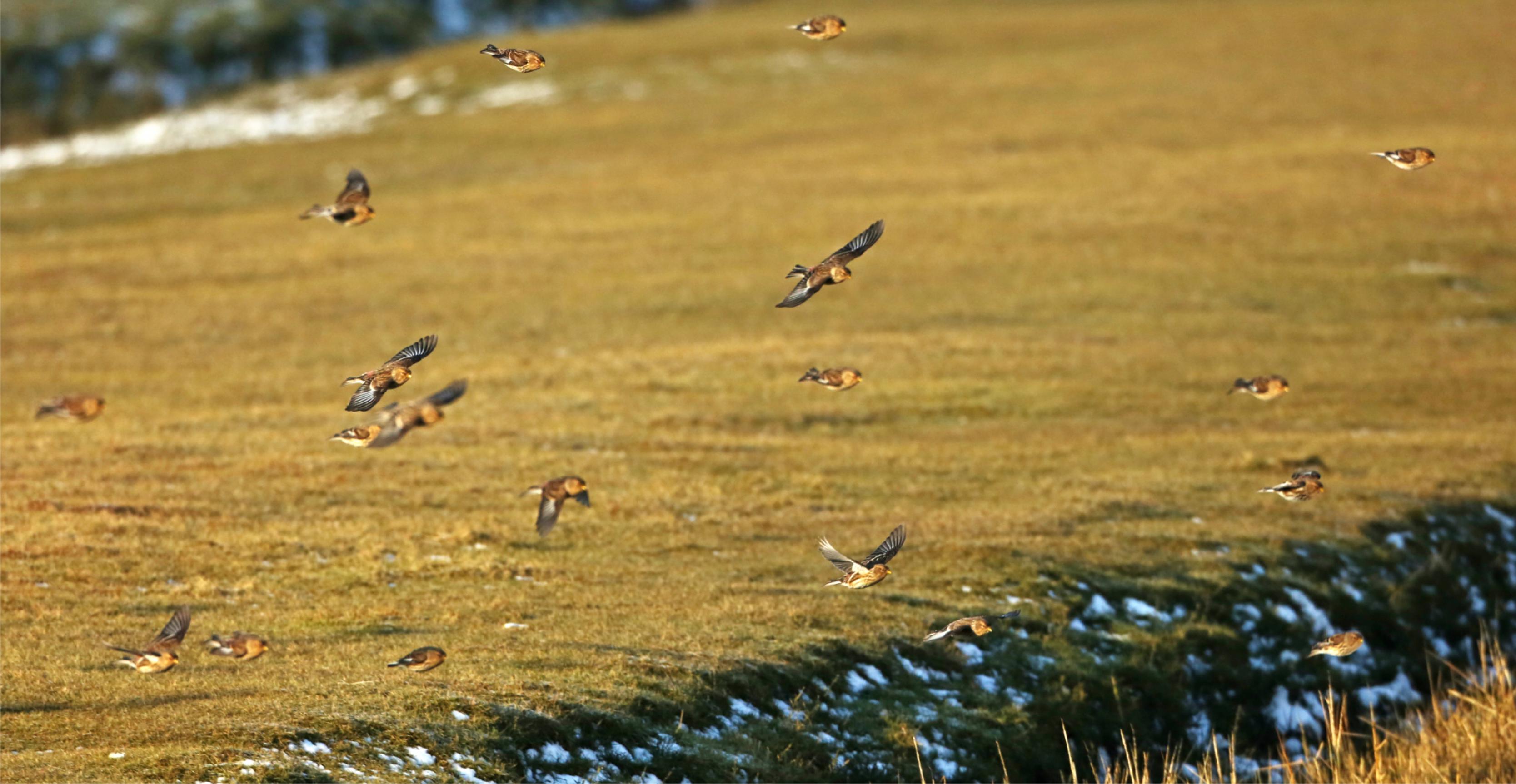 Eine Gruppe Berghänflinge – keine Singvögel – fliegen über eine leicht schneebedeckte Wiese.