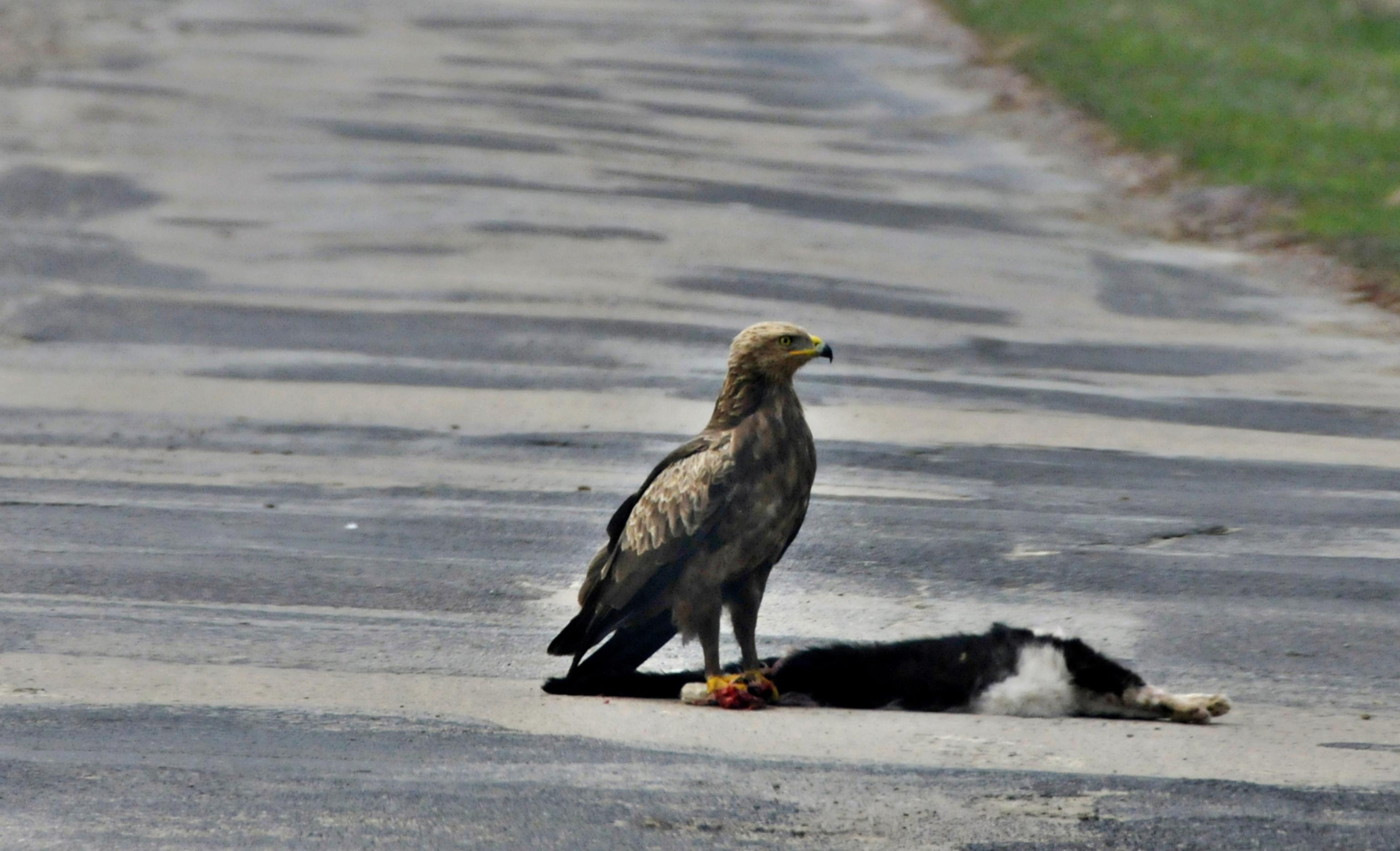 Ein Schreiadler sitzt auf einer Straße neben einer überfahrenen Katze.