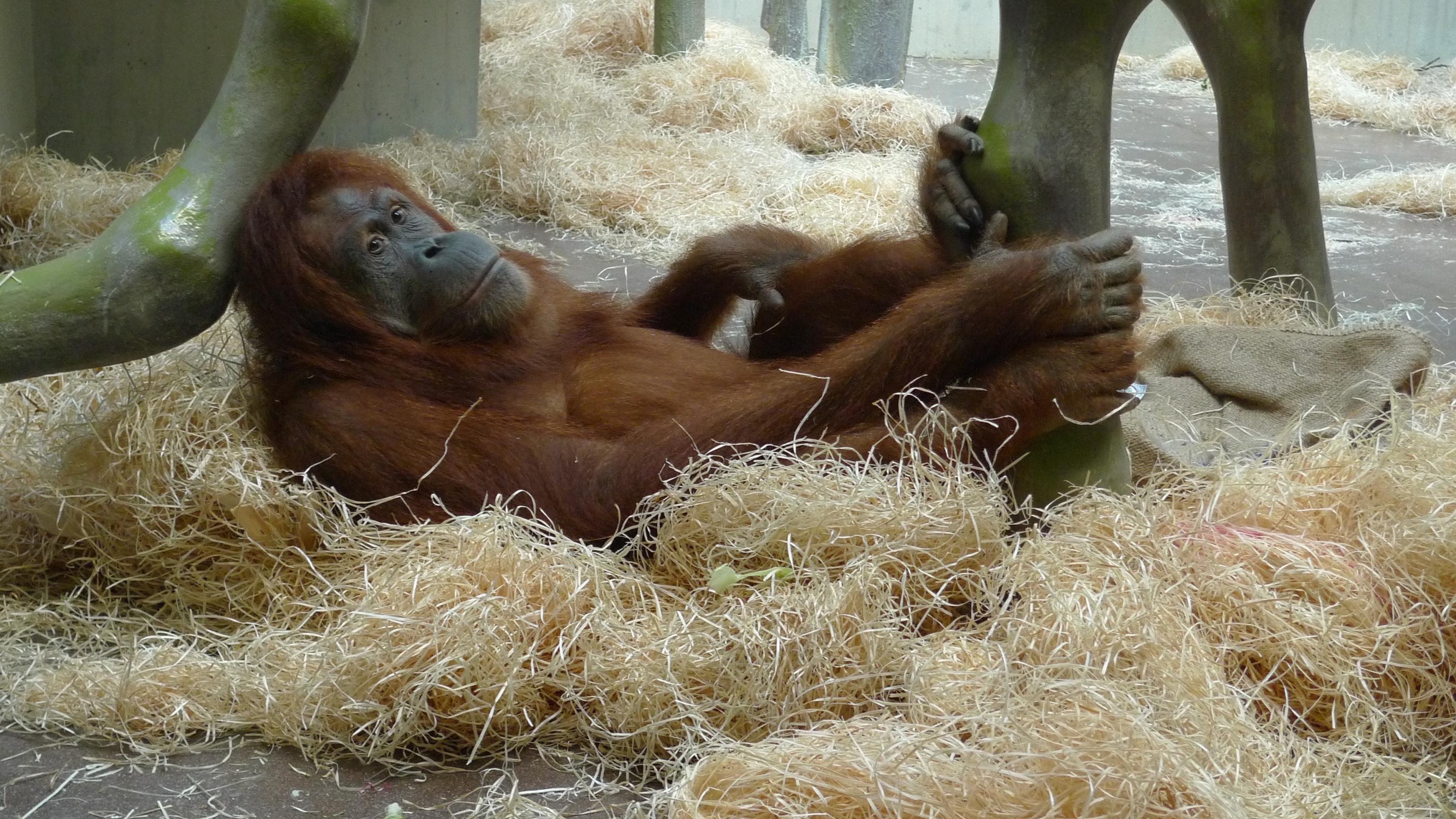Ein Orang-Utan liegt im Affengehege des Zooligischen Gartens in Basel auf Strohwolle.