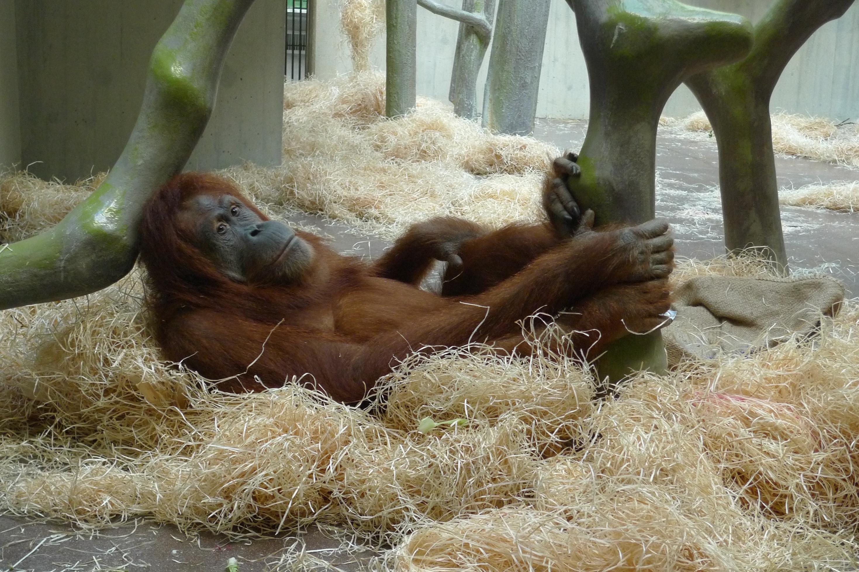 Ein Orang-Utan liegt im Affengehege des Zooligischen Gartens in Basel auf Strohwolle.
