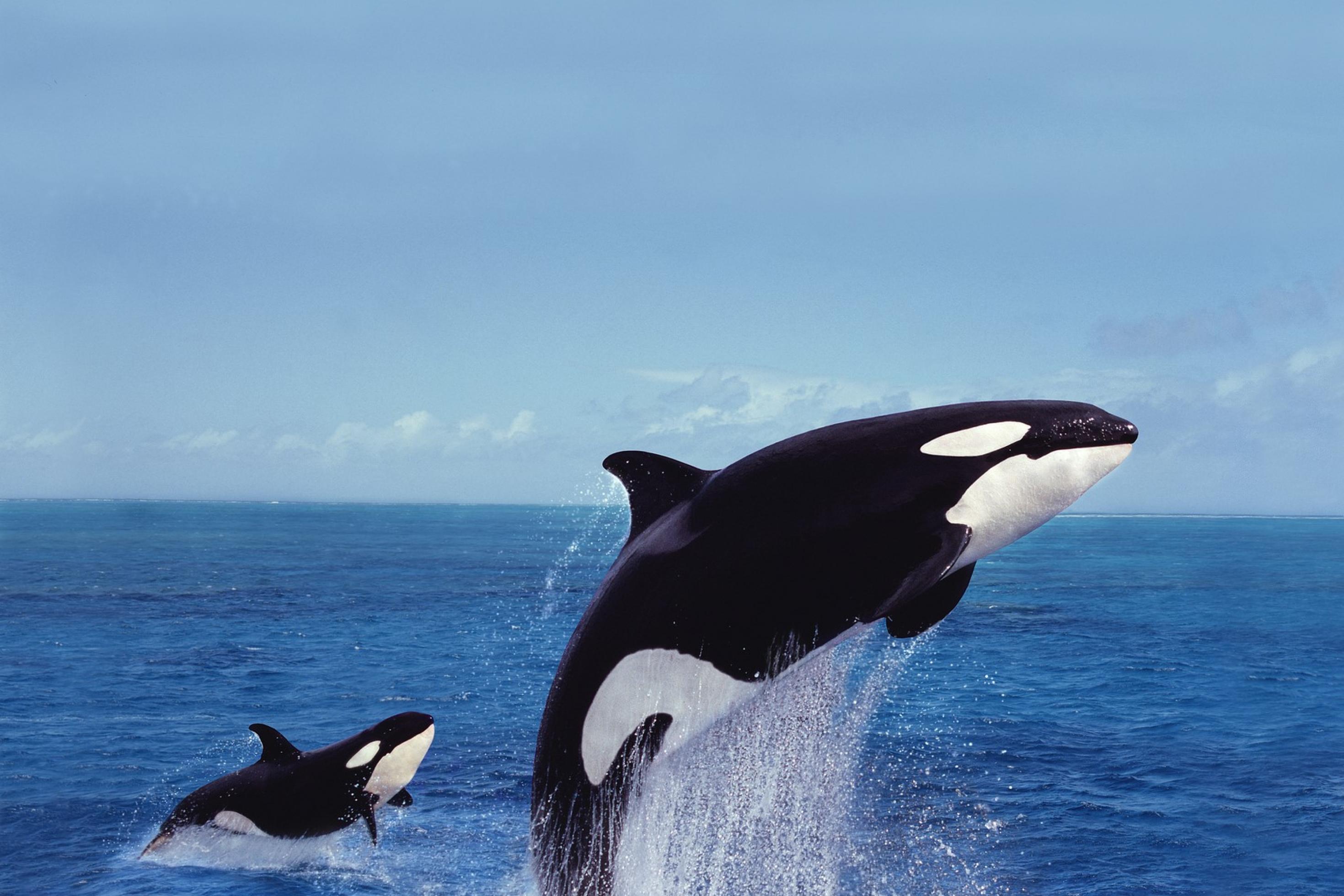 Orcas springen aus dem Wasser