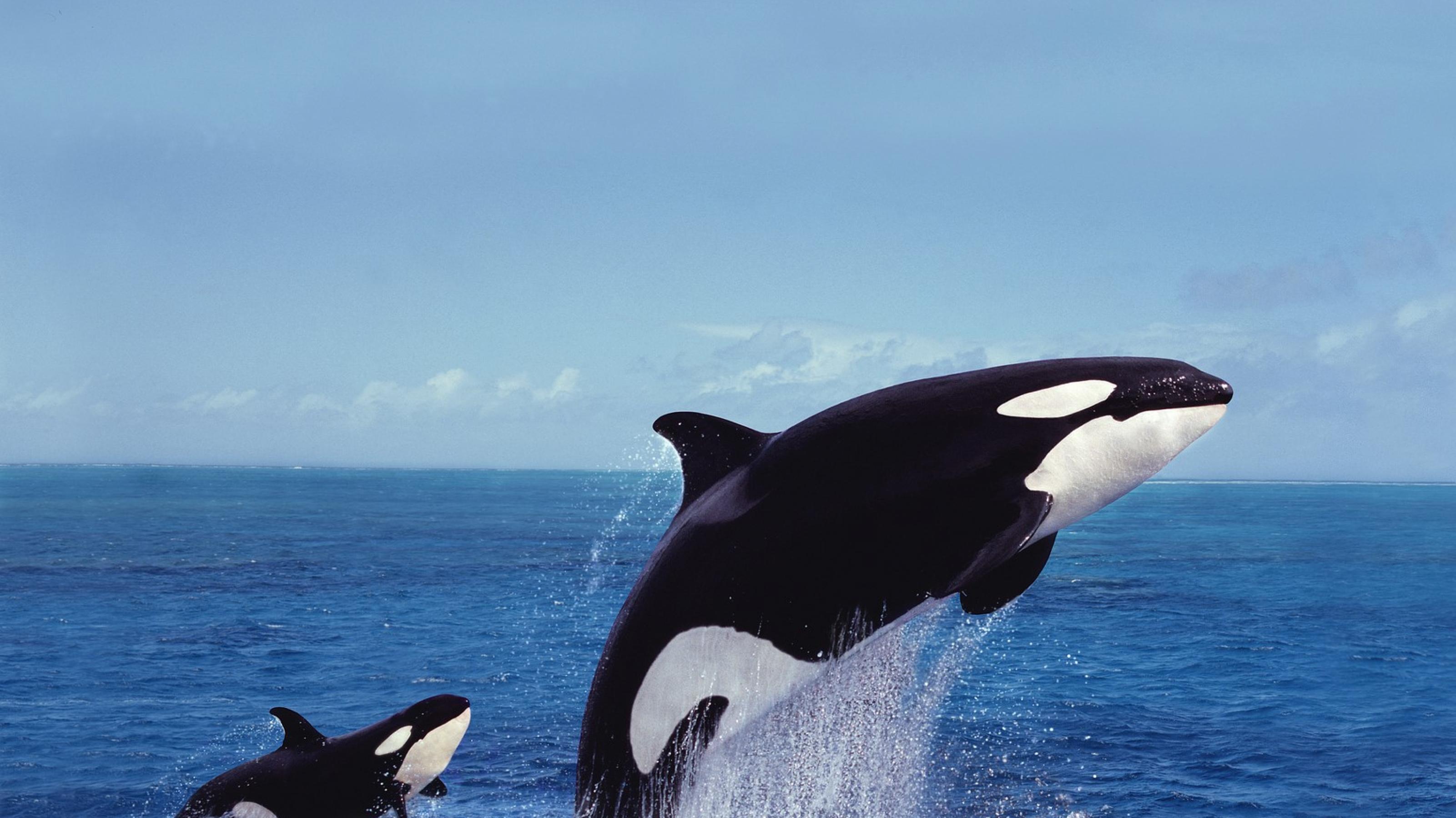 Orcas springen aus dem Wasser