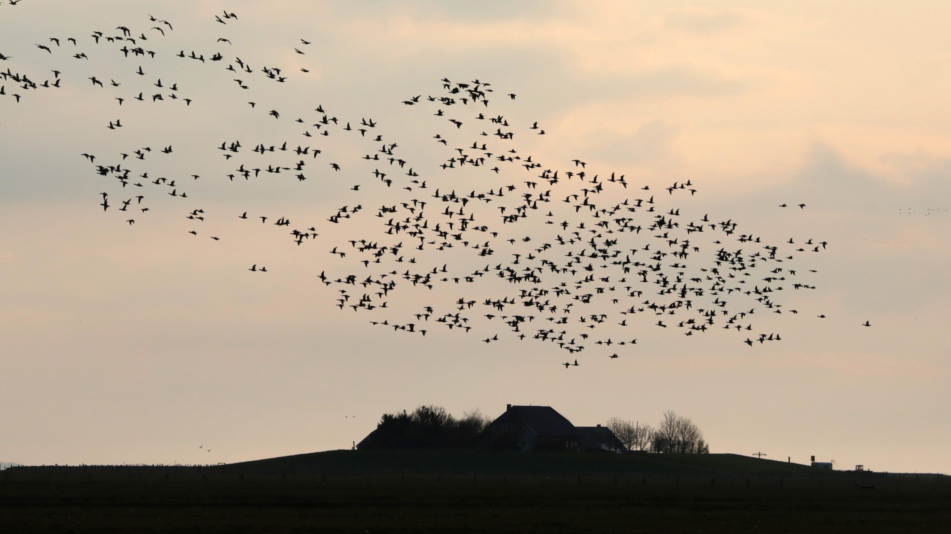 Eine Herde Vögel fliegt über ein Feld. [AI]