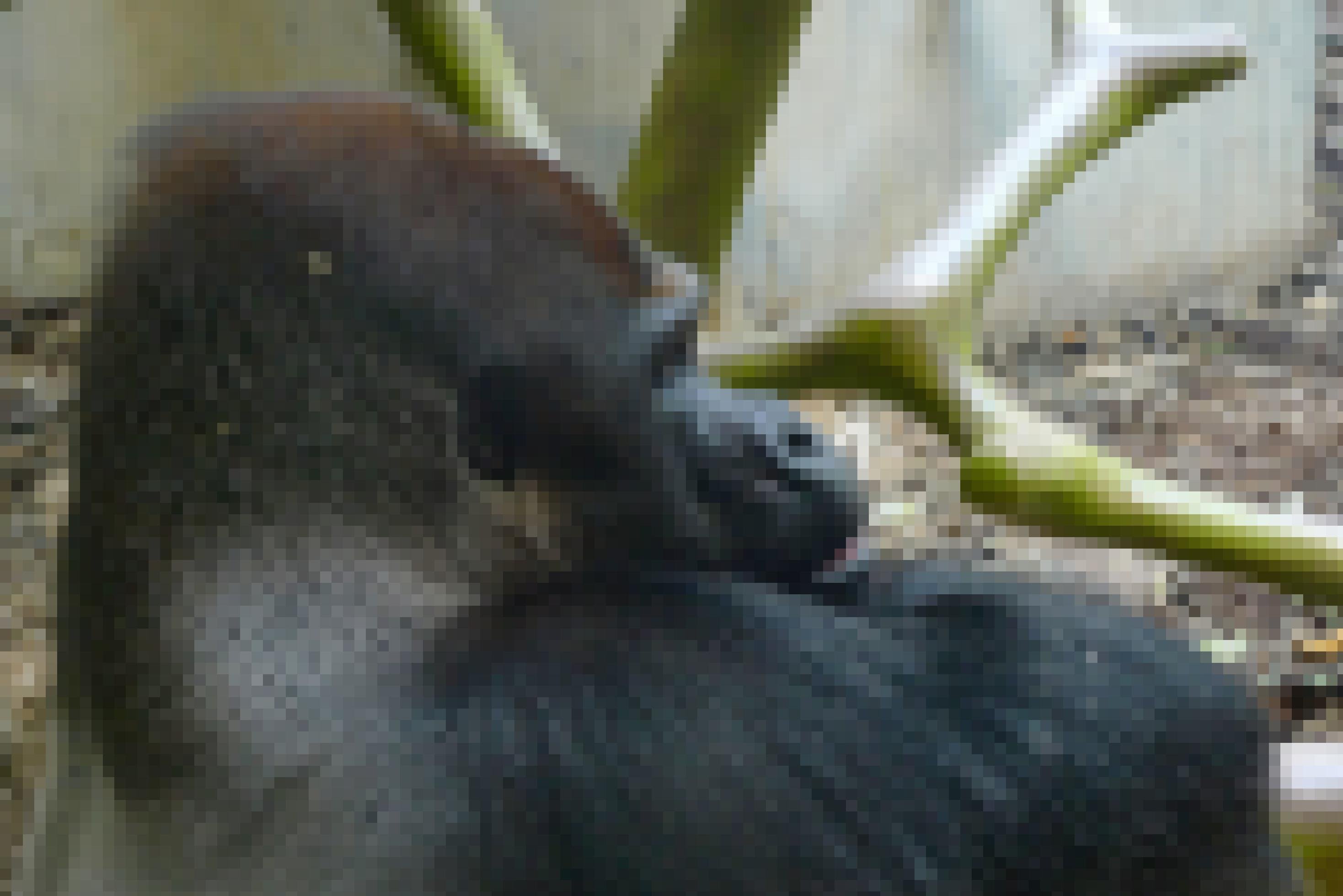 Ein Gorilla sitzt im Affengehege des Zoologischen Gartens in Basel.