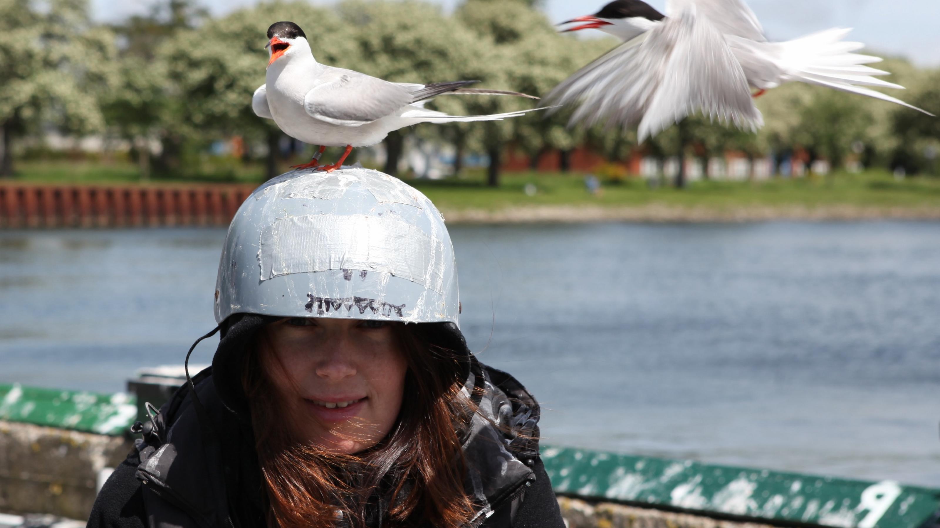 Junge Frau mit einem weißen Helm auf dem Kopf, auf dem zwei Flussseeschwalben sitzen. Die Vögel haben weiße Federn, einen teils schwarzen Kopf und einen roten Schnabel. Sie sind länglich und sehen elegant aus.