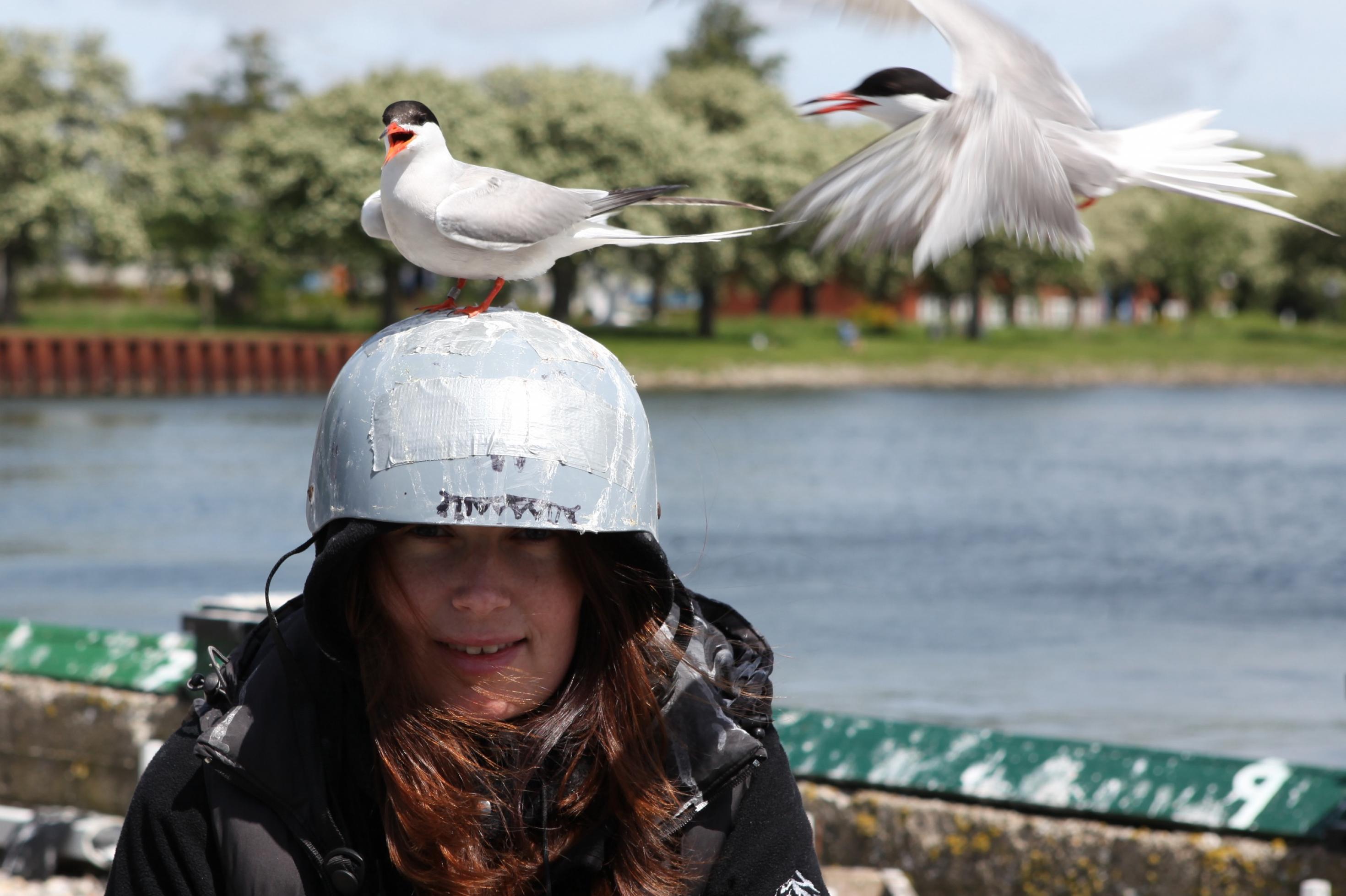Junge Frau mit einem weißen Helm auf dem Kopf, auf dem zwei Flussseeschwalben sitzen. Die Vögel haben weiße Federn, einen teils schwarzen Kopf und einen roten Schnabel. Sie sind länglich und sehen elegant aus.