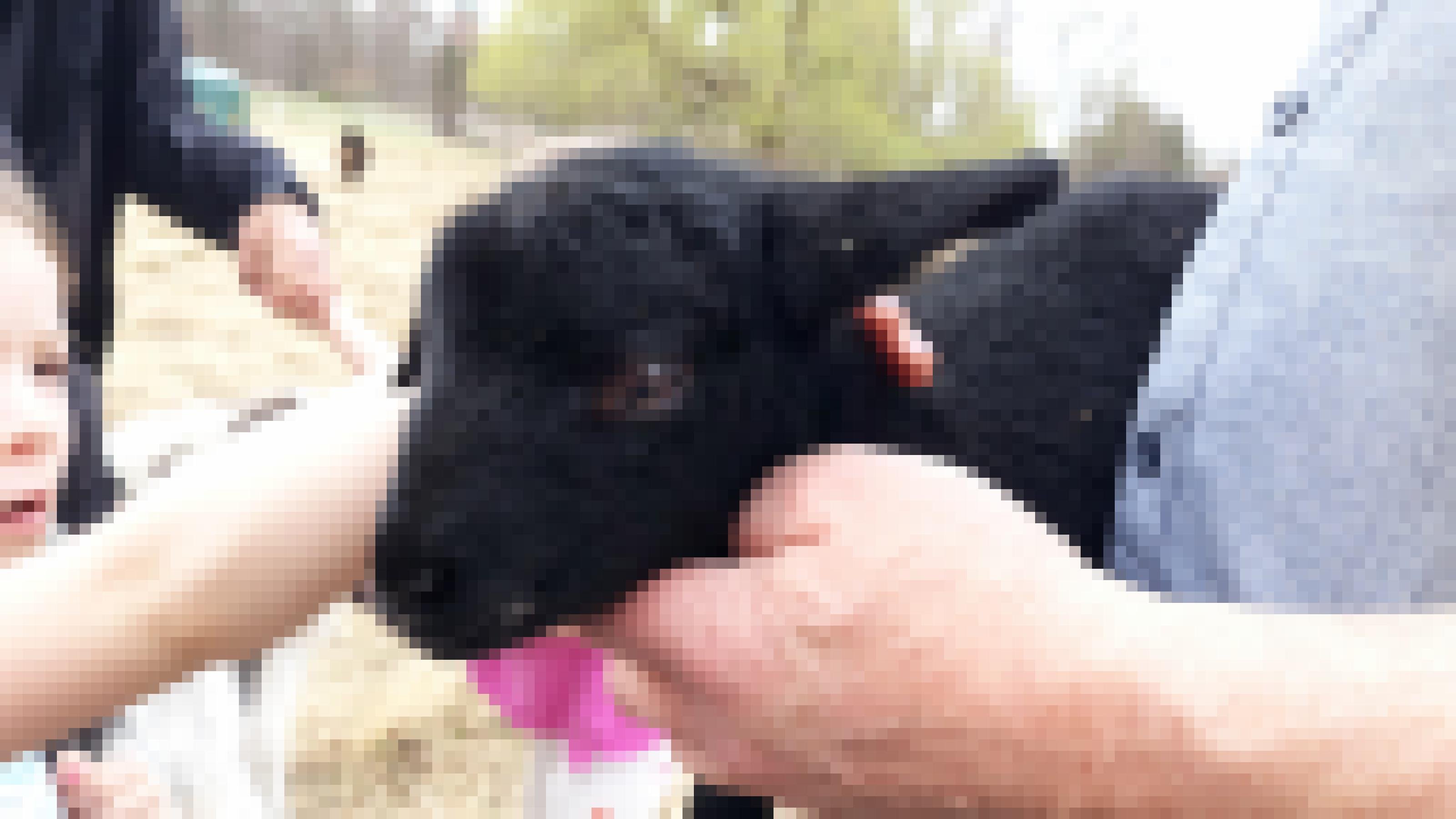 Ein schwarzes Lamm auf dem Arm des Schafhalters. Kinder wollen das Fell streicheln.